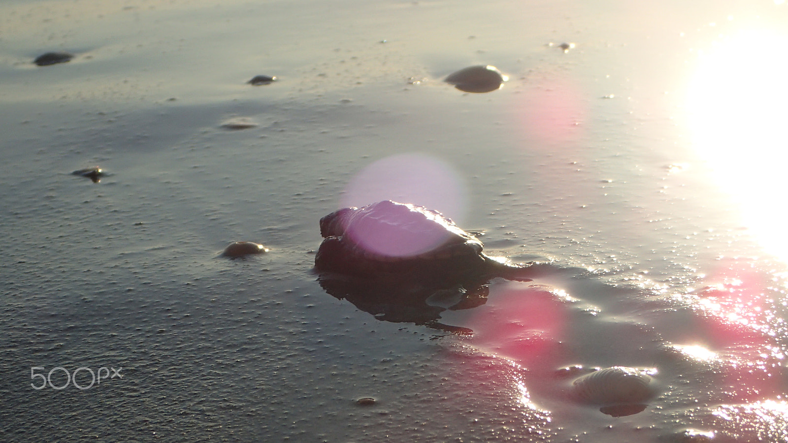 Olympus TG-4 sample photo. Sea turtle photography