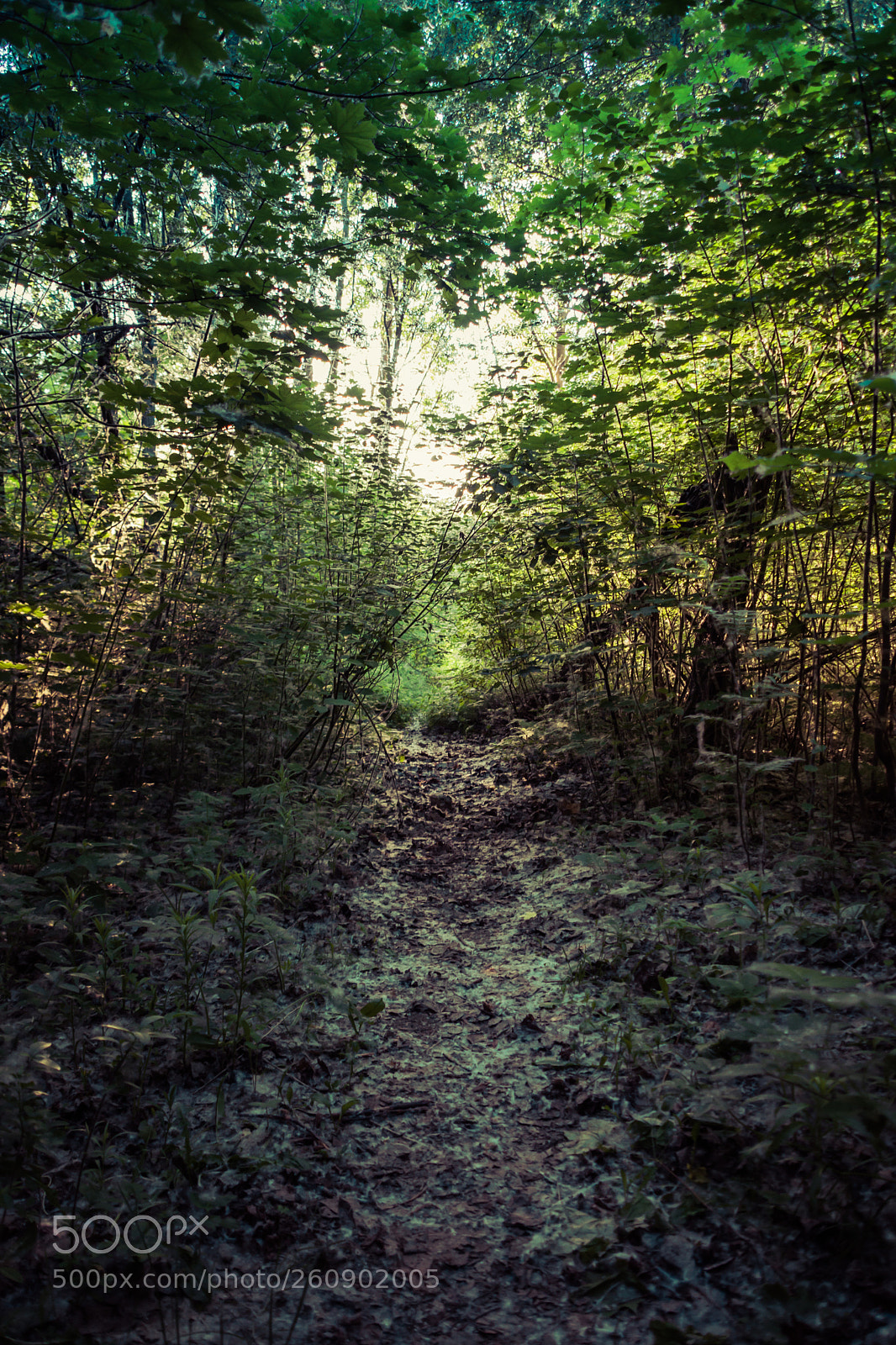 Nikon D3300 sample photo. Path photography