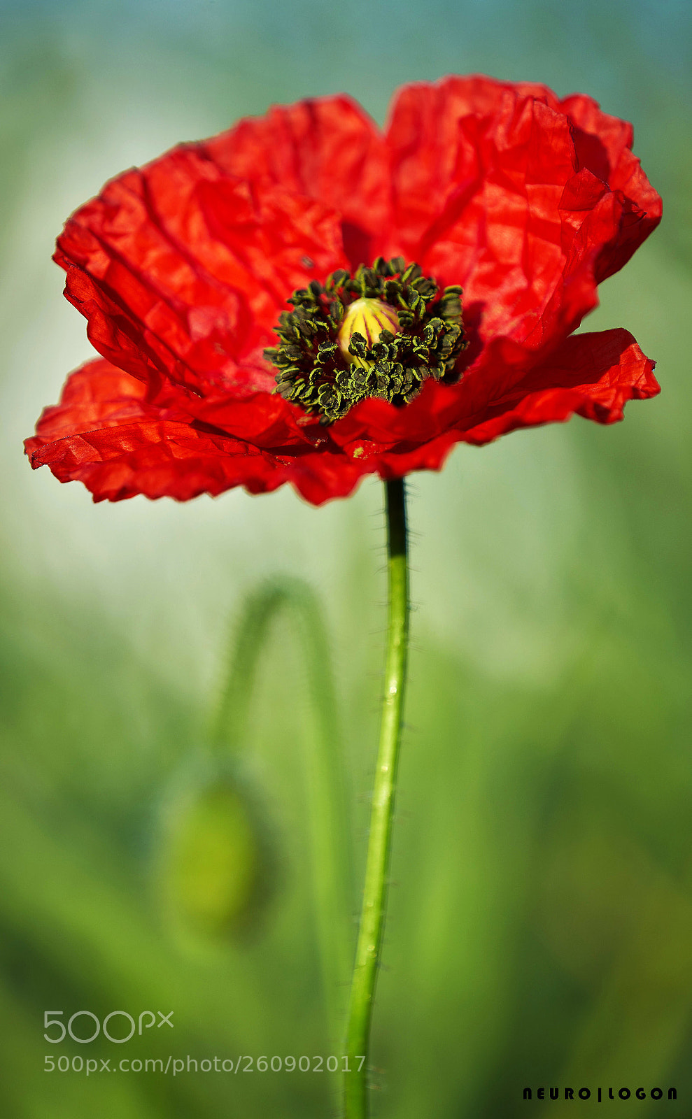 Sony a7R II sample photo. Like crepe paper photography
