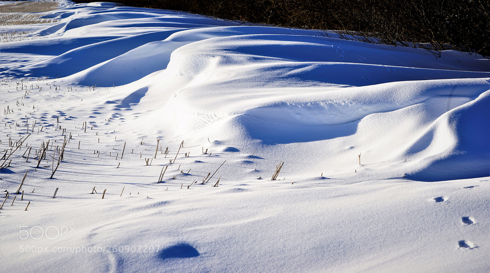 Sony a7 II sample photo. Dsc photography