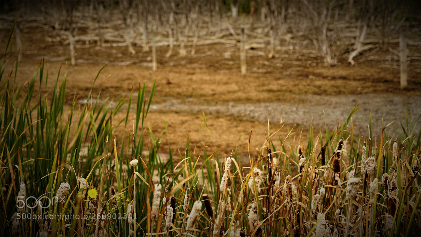 Sony a7R II sample photo. Dsc photography