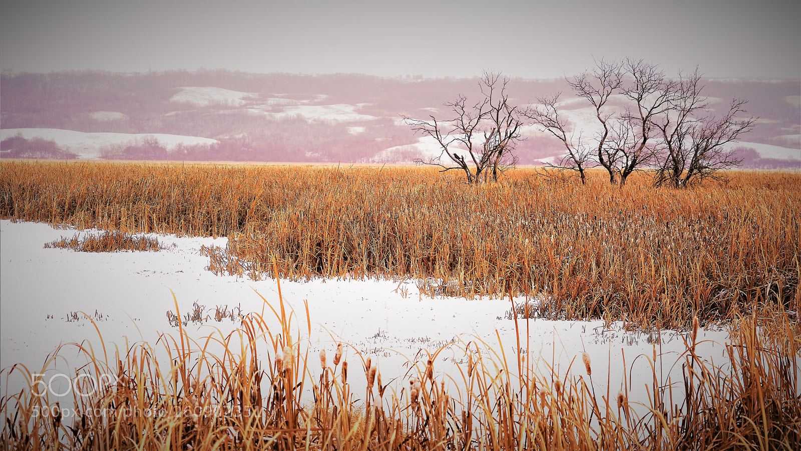 Sony a7R II sample photo. Dsc photography