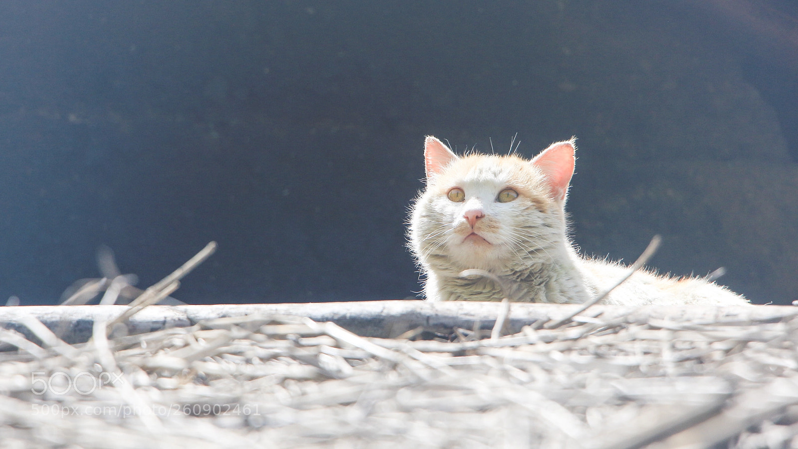 Canon EOS 700D (EOS Rebel T5i / EOS Kiss X7i) sample photo. Cst photography