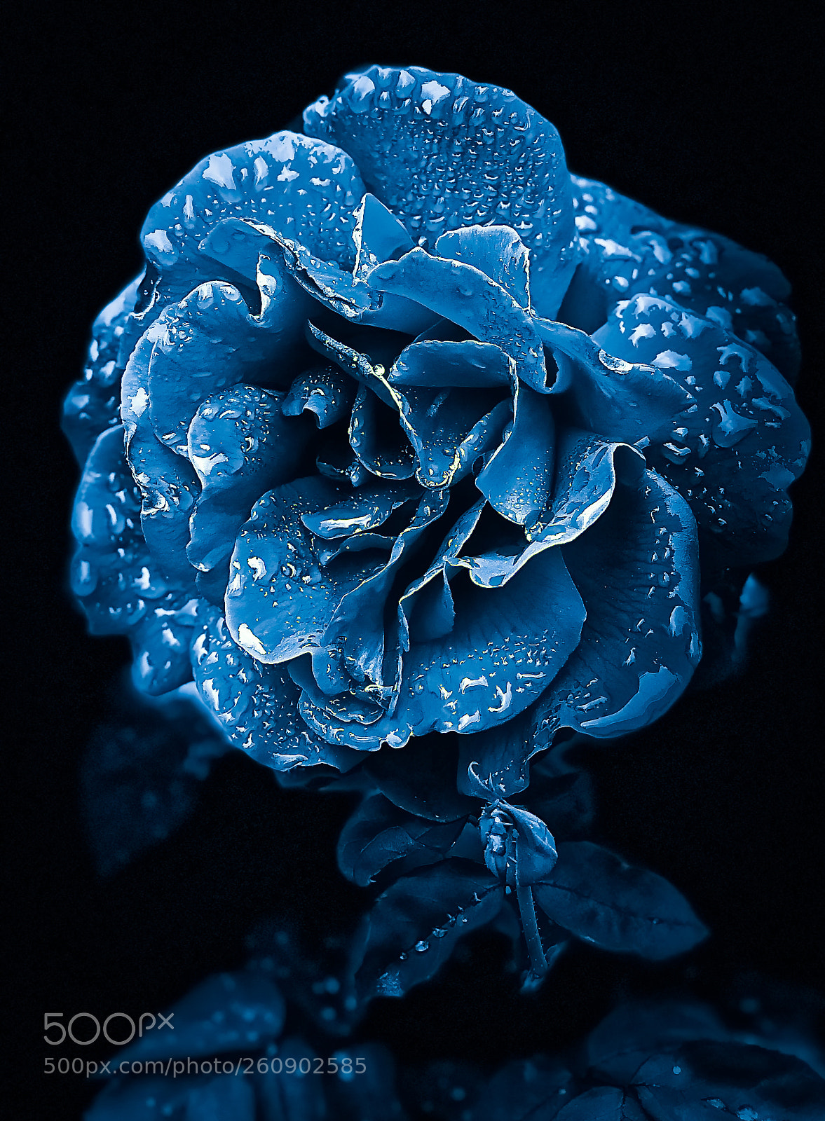 Apple iPhone X sample photo. Rose reflections photography