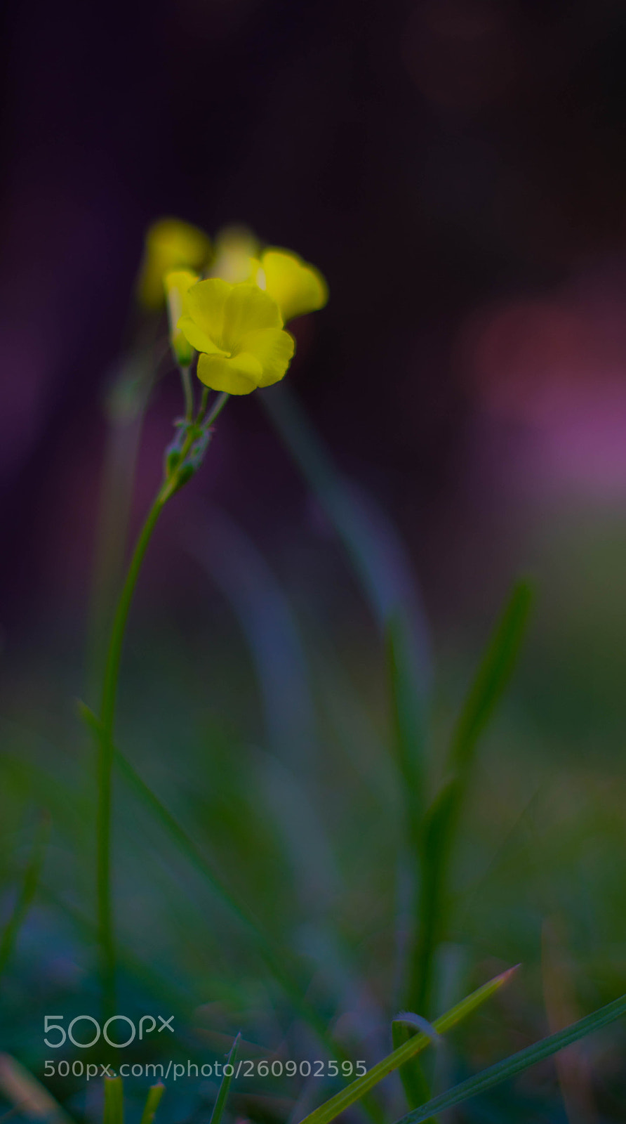 Nikon D3400 sample photo. Flor photography