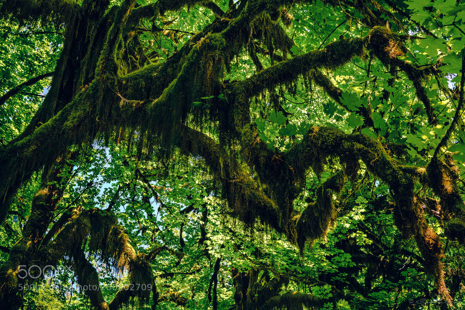 Sony a7R II sample photo. Hoh rainforest photography