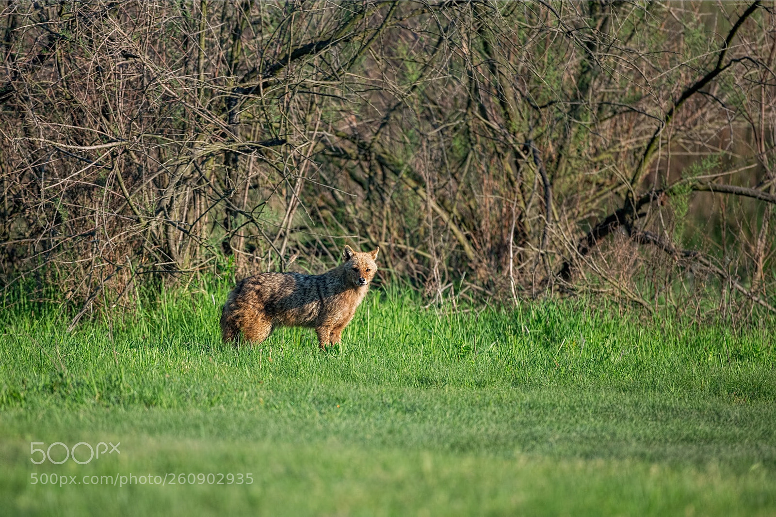 Canon EOS-1D X sample photo. Delta del danubio photography