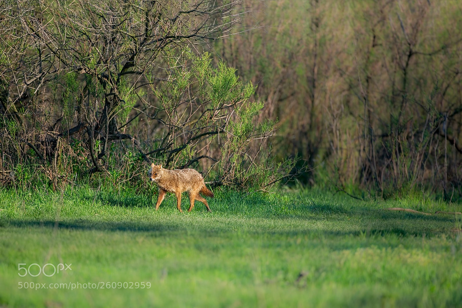 Canon EOS-1D X sample photo. Delta del danubio photography