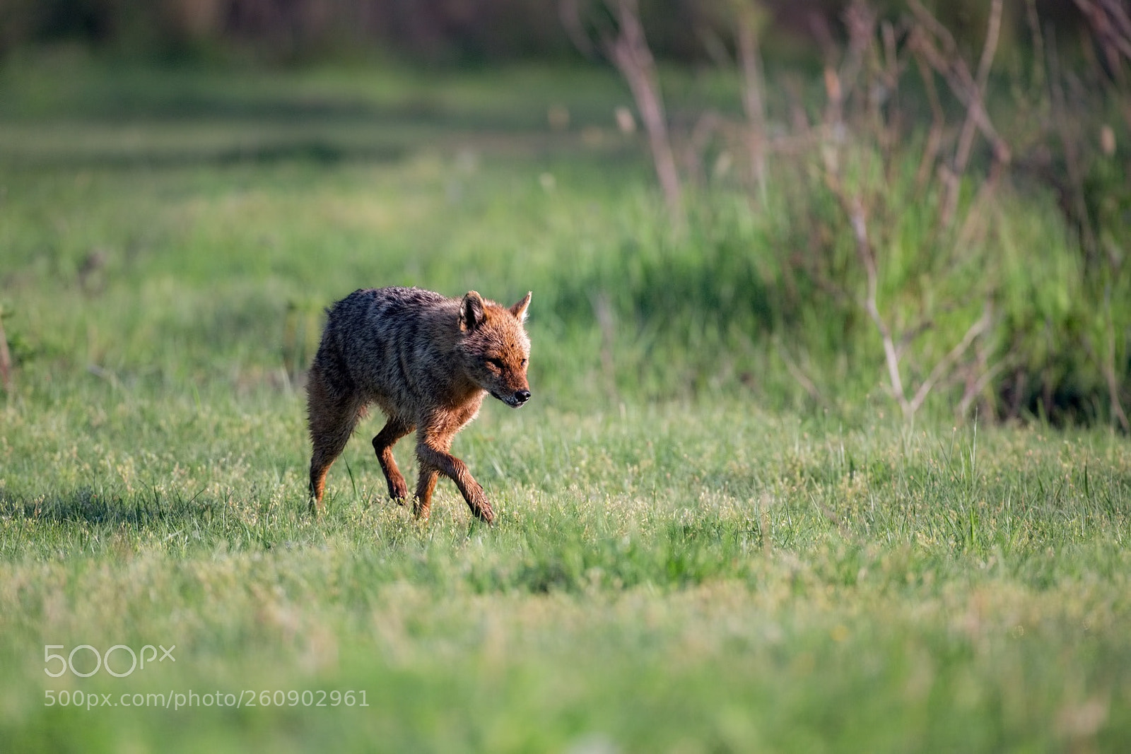 Canon EOS-1D X sample photo. Delta del danubio photography