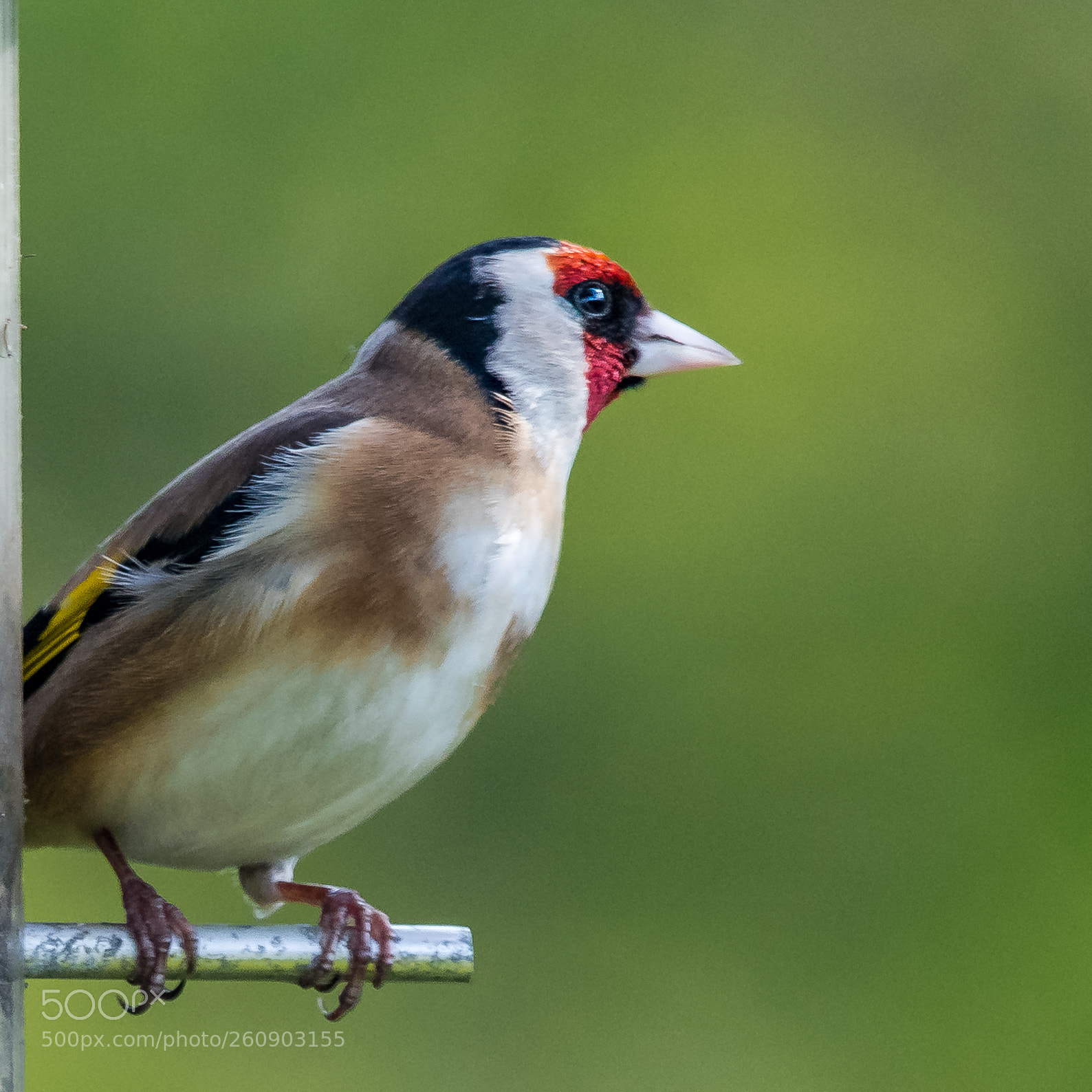 Nikon D850 sample photo. Goldfinch photography