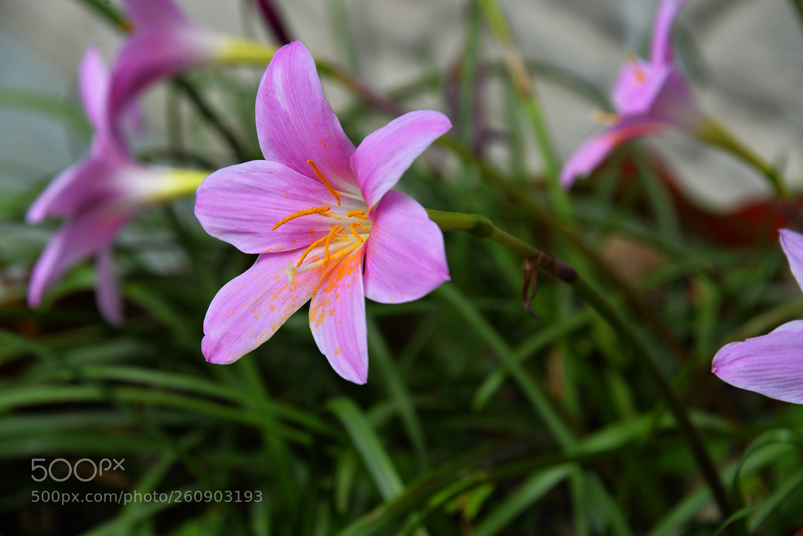 Nikon D610 sample photo. Crocus photography