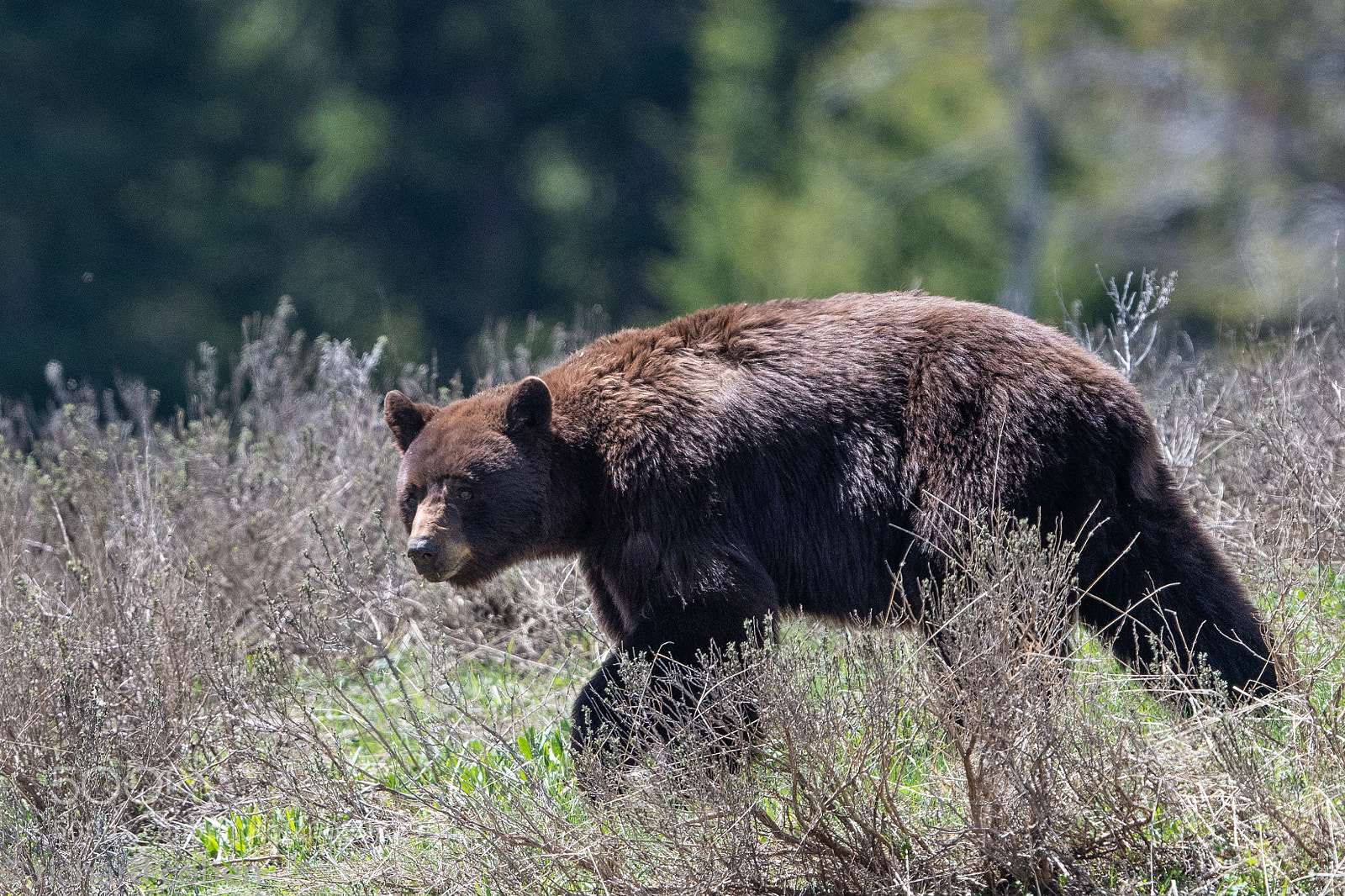 Nikon D850 sample photo. That's a big bear.... photography