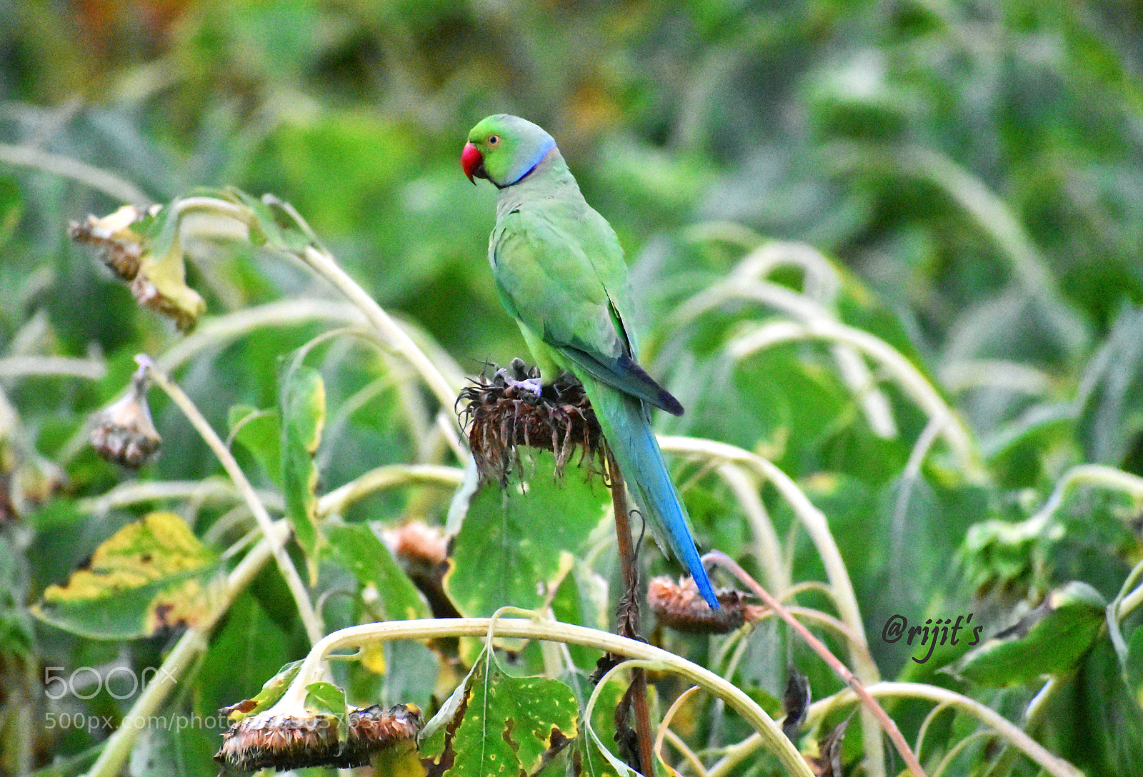 Nikon D3400 sample photo. Green parrot photography
