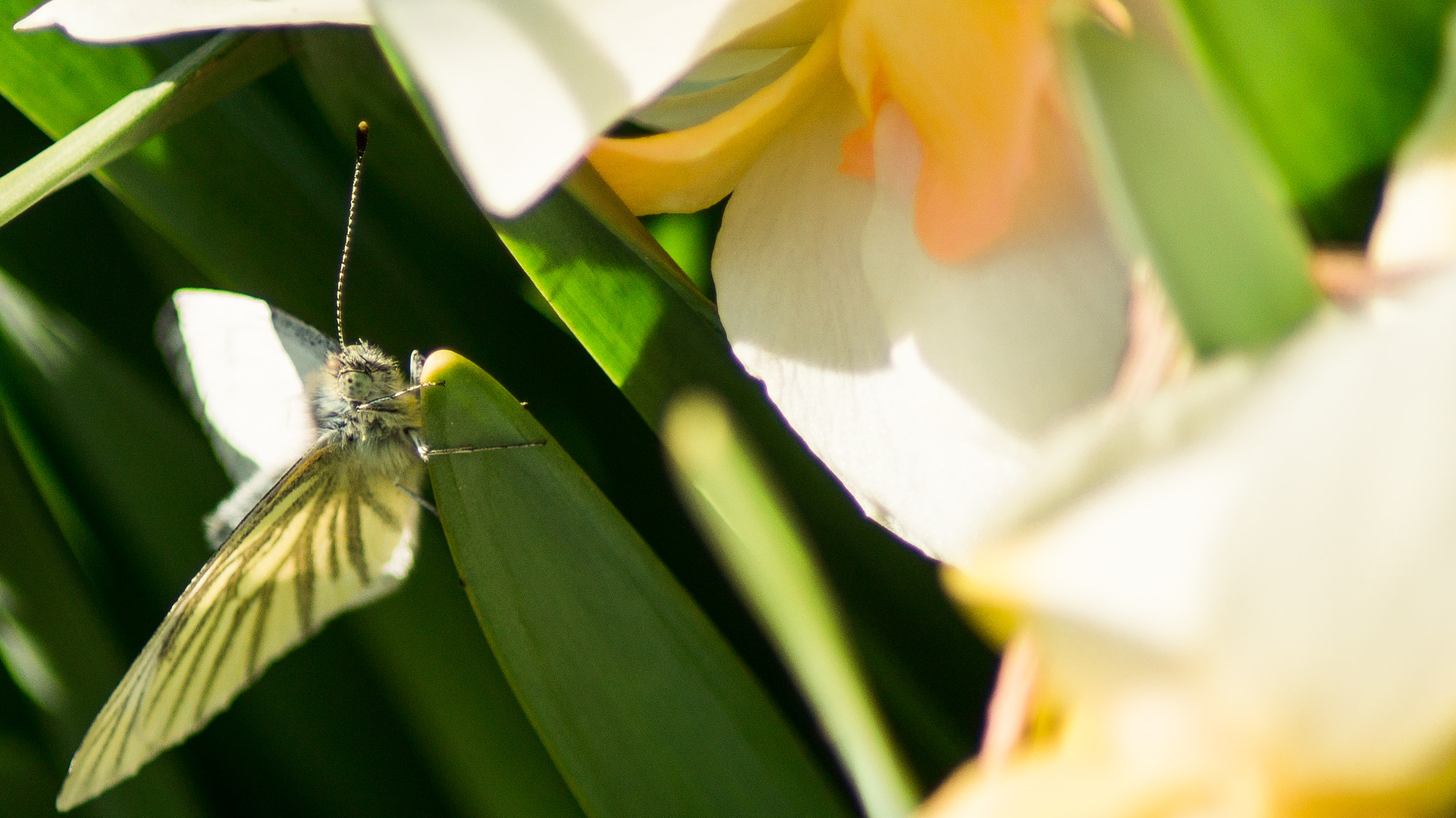 Sony SLT-A37 sample photo. в нарциссах photography