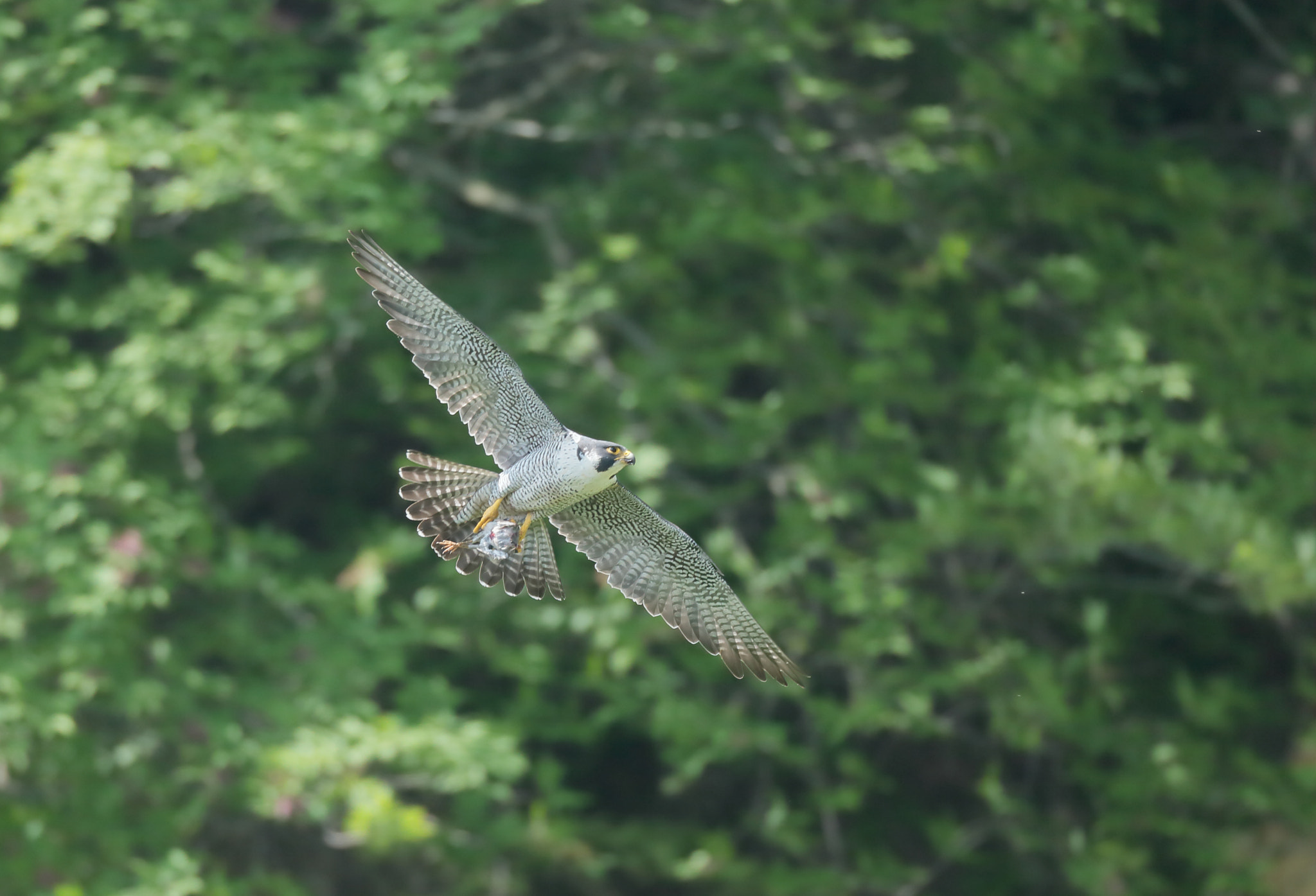 Canon EF 800mm F5.6L IS USM sample photo. ハヤブサ peregrine falcon photography
