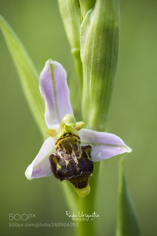 Nikon D610 sample photo. Flor d'abella apifera photography