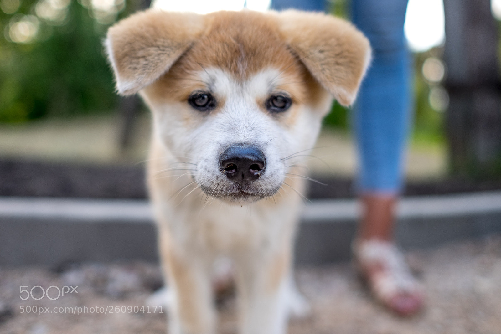 Fujifilm X-T10 sample photo. 秋田犬 photography