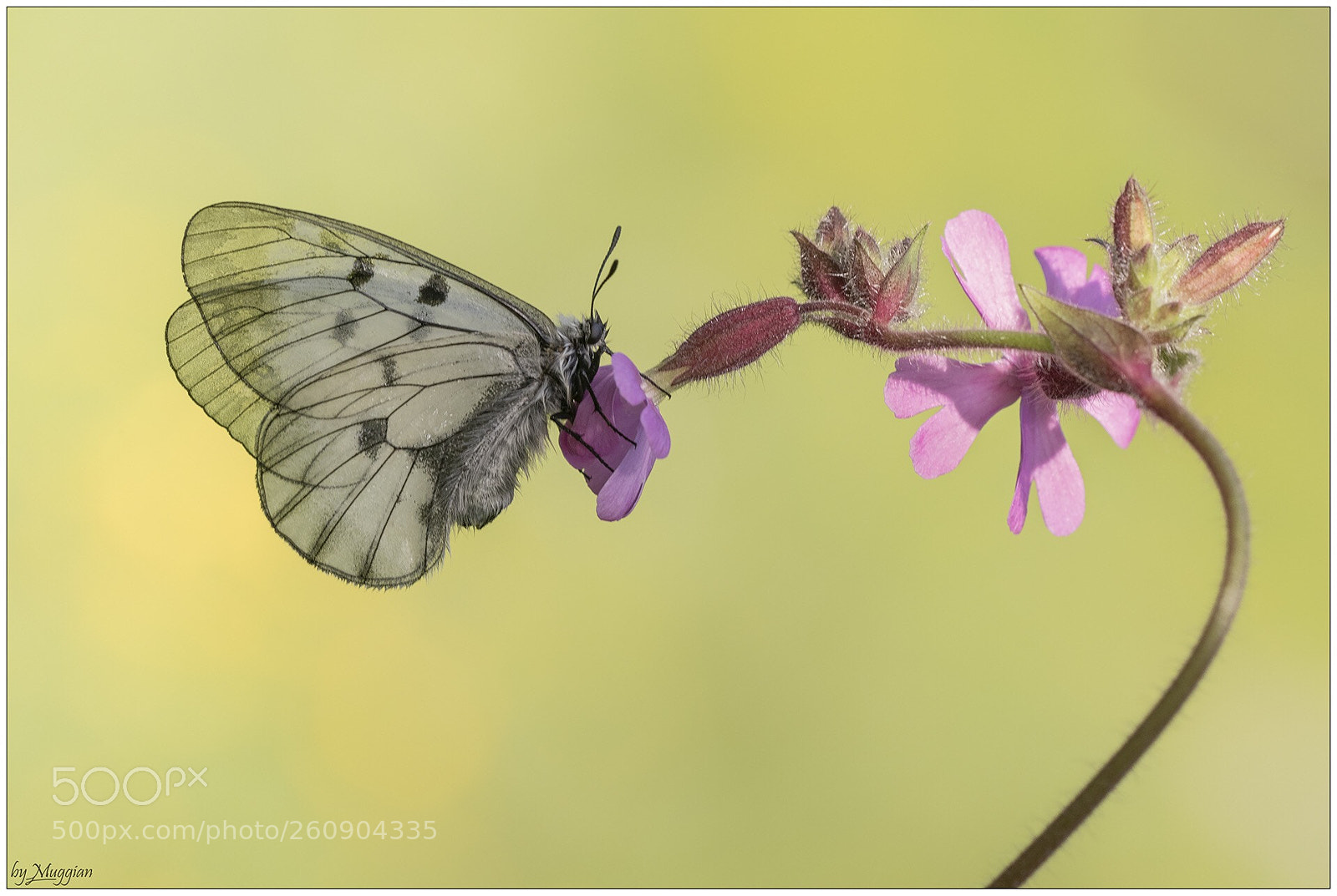 Canon EOS 80D sample photo. Parnassius mnemosyne  photography
