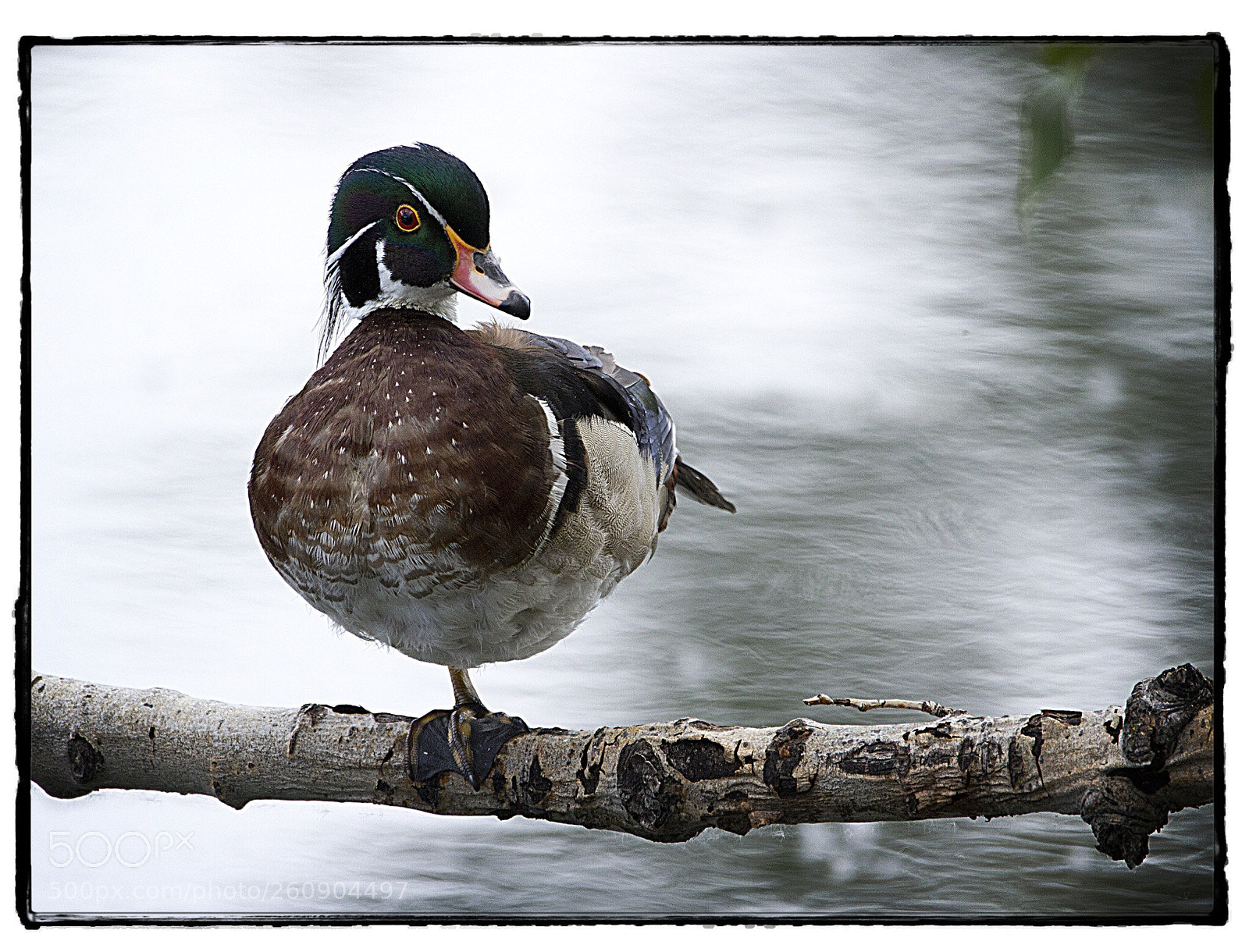 Canon EOS 7D sample photo. Wood duck on one photography