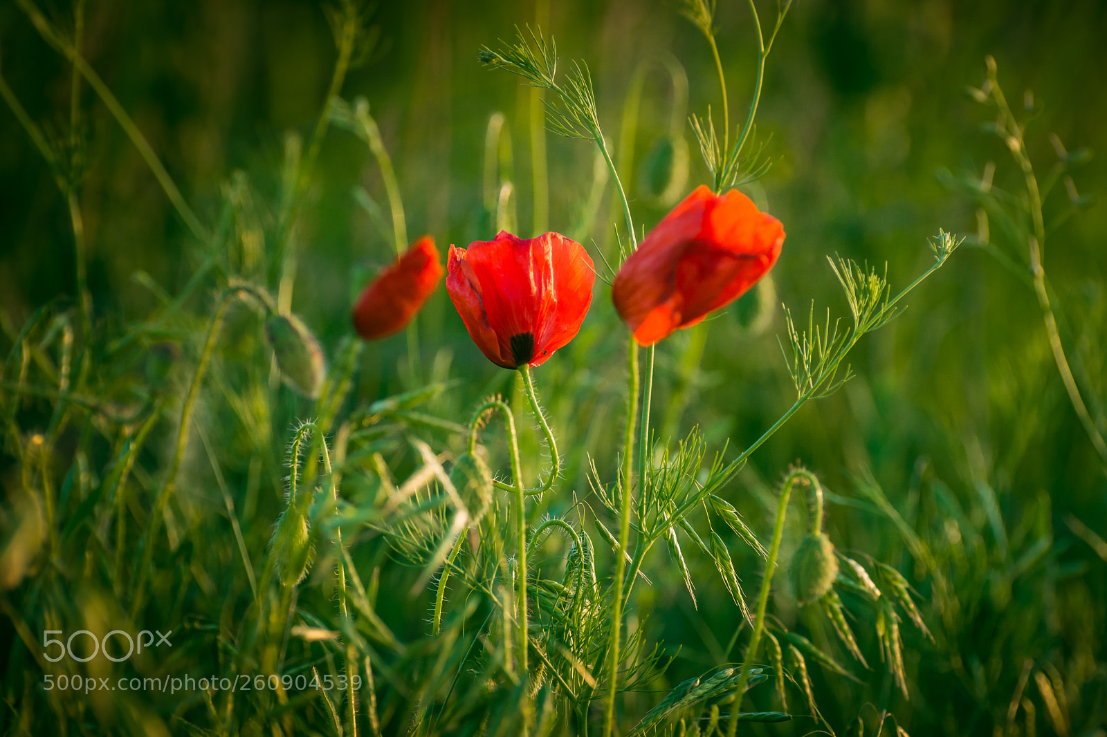 Nikon D5200 sample photo. Poppy photography