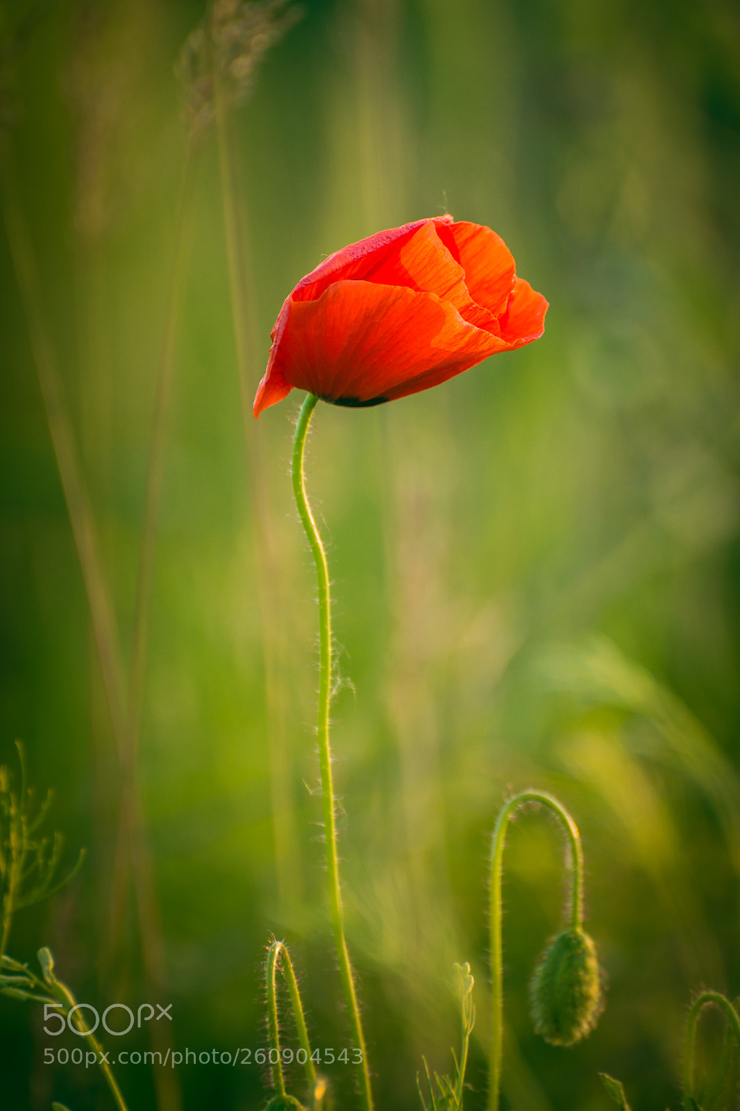 Nikon D5200 sample photo. Poppy photography