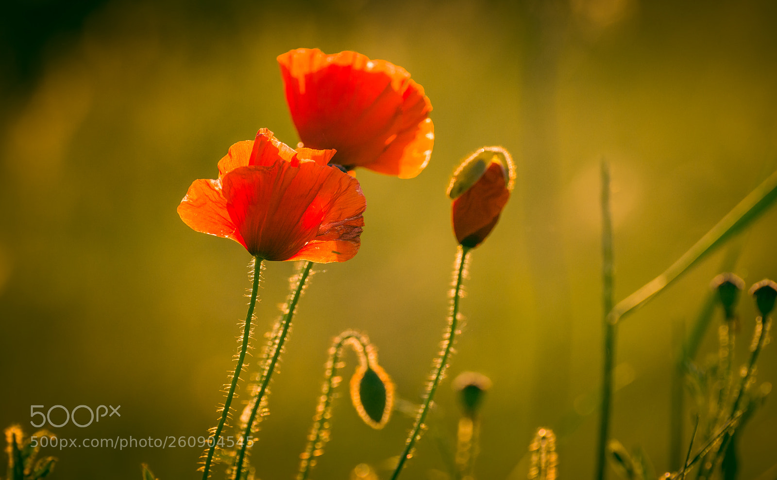 Nikon D5200 sample photo. Poppy photography