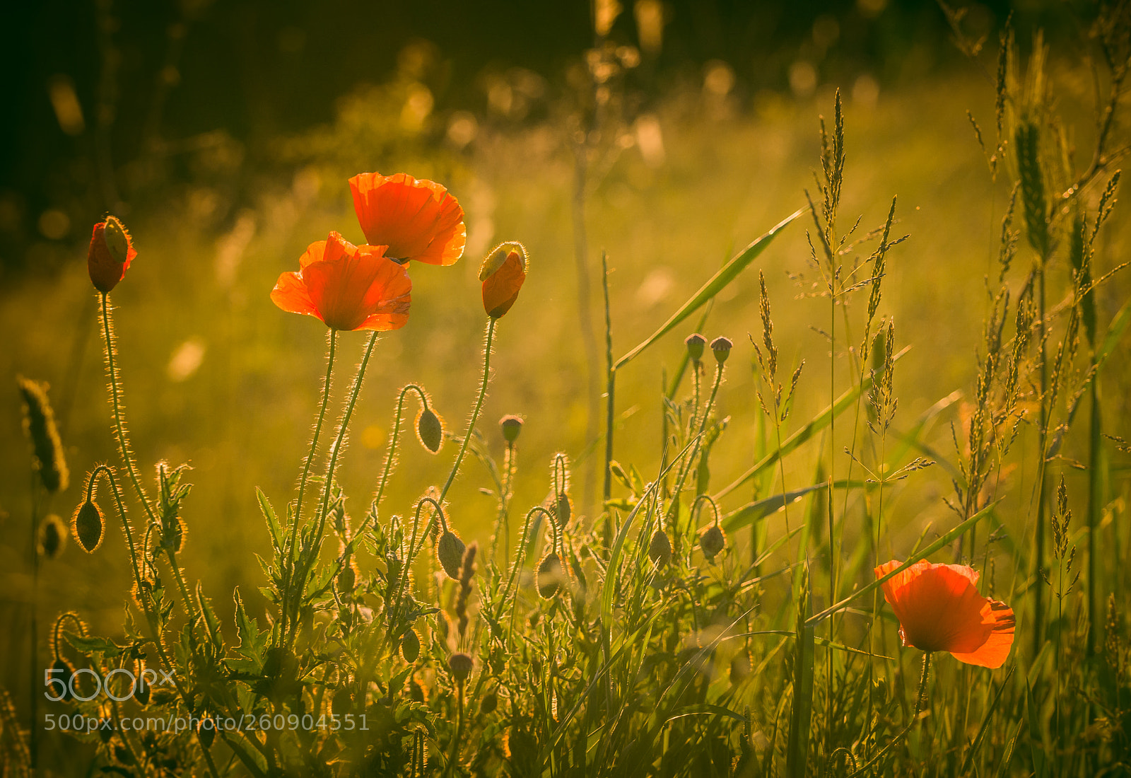 Nikon D5200 sample photo. Poppy photography