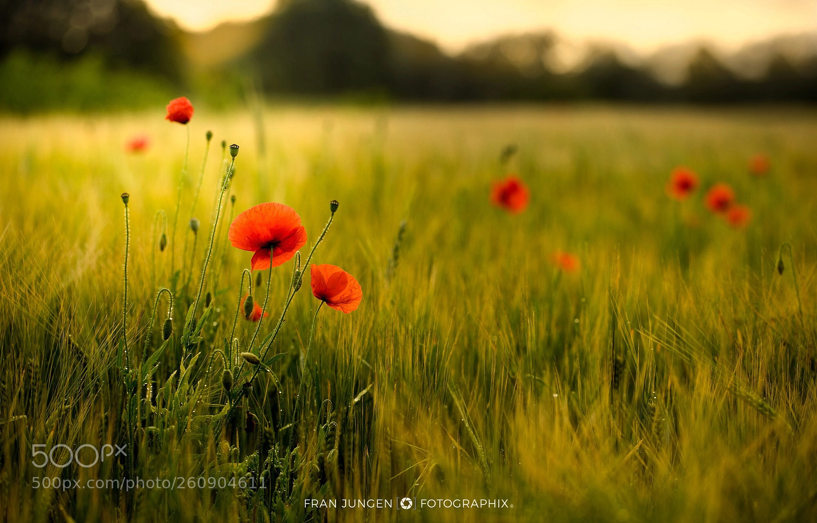 Canon EOS 5D Mark IV sample photo. [ poppies ] photography