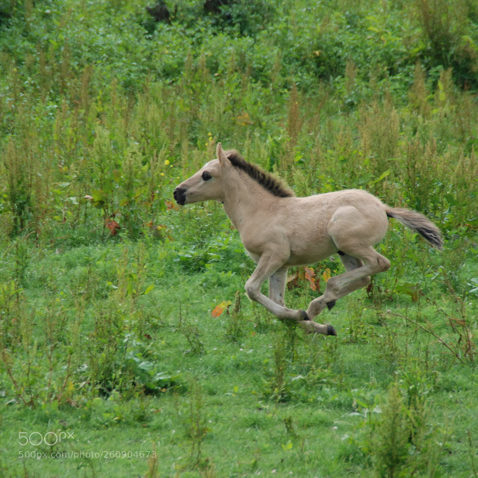 Nikon D80 sample photo. Untitled photography