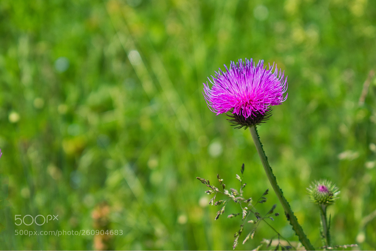 Nikon D5600 sample photo. A beautiful flower photography