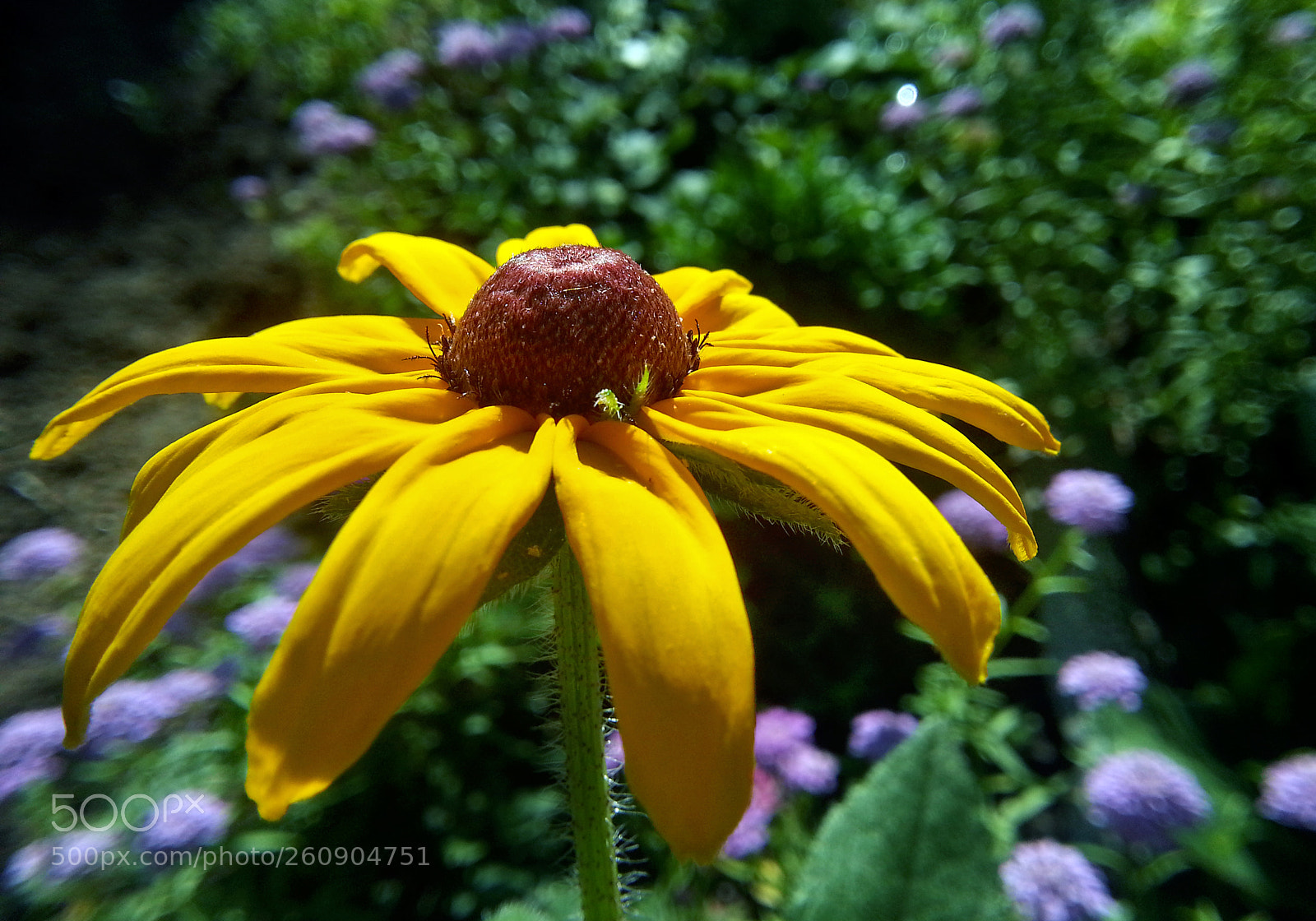 Samsung Galaxy Note2 sample photo. Fiower photography