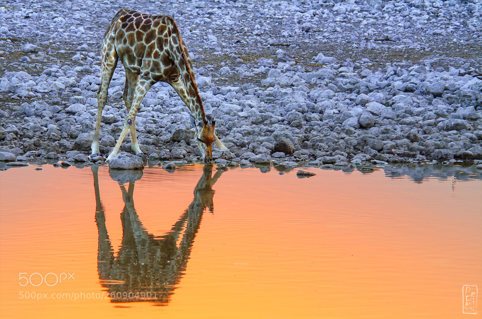 Nikon D7000 sample photo. Giraffe photography