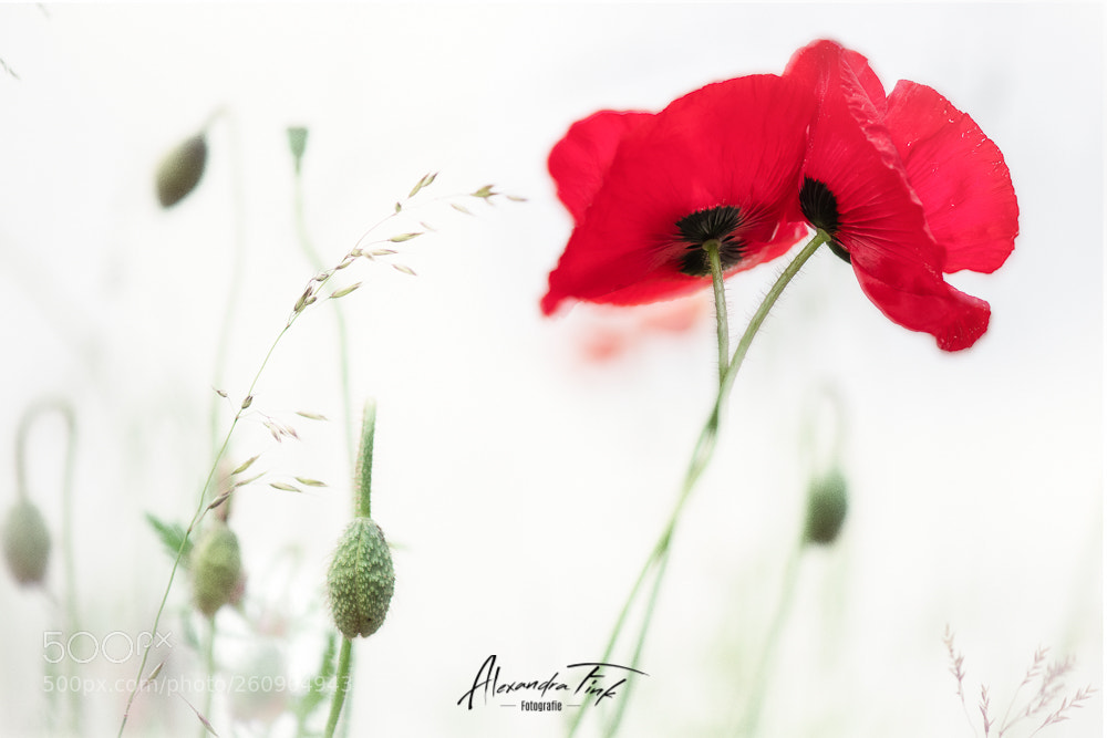 Nikon D850 sample photo. Likeadream vi photography