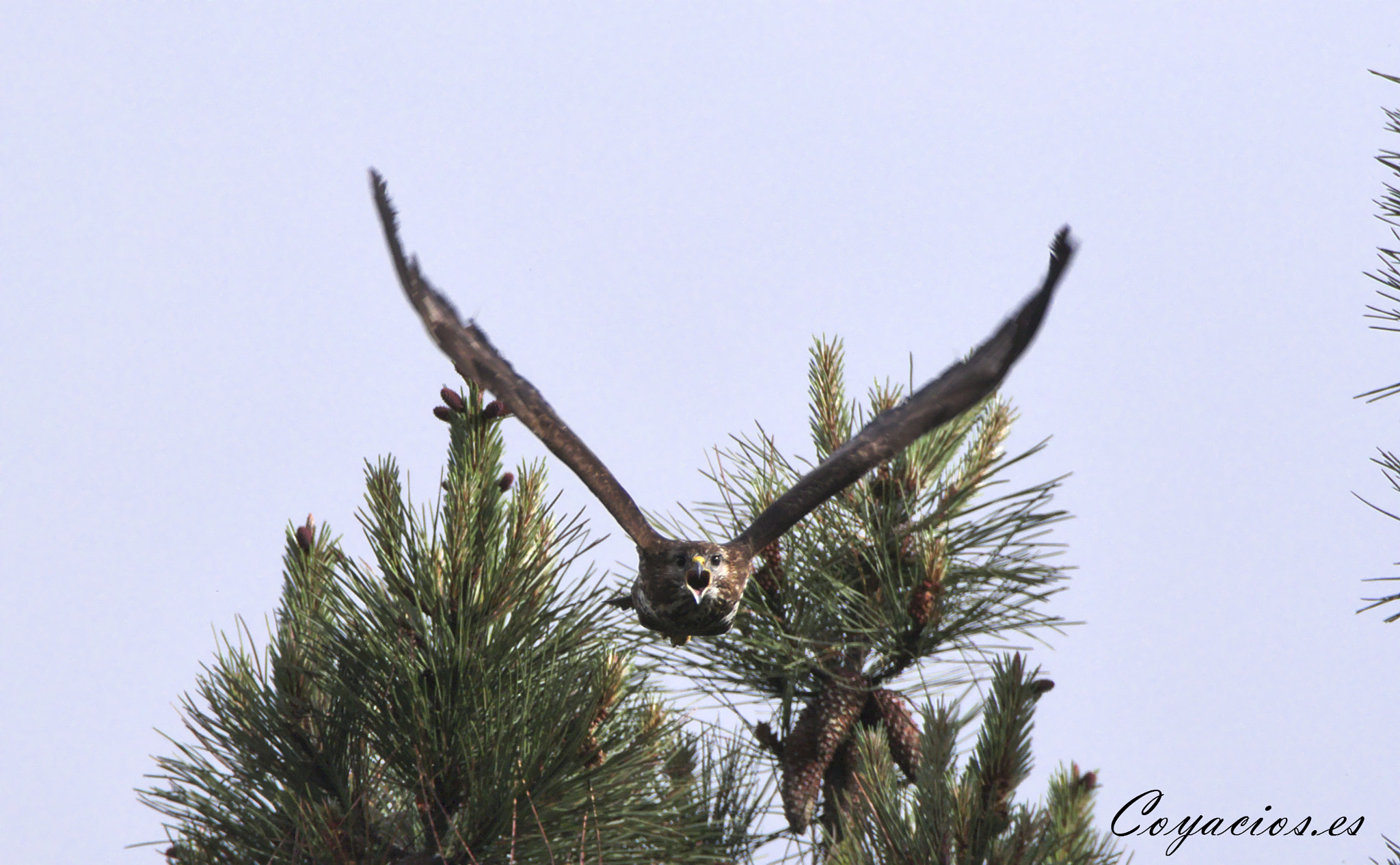 Canon EOS 7D Mark II sample photo. Busardo ratonero (buteo buteo) photography