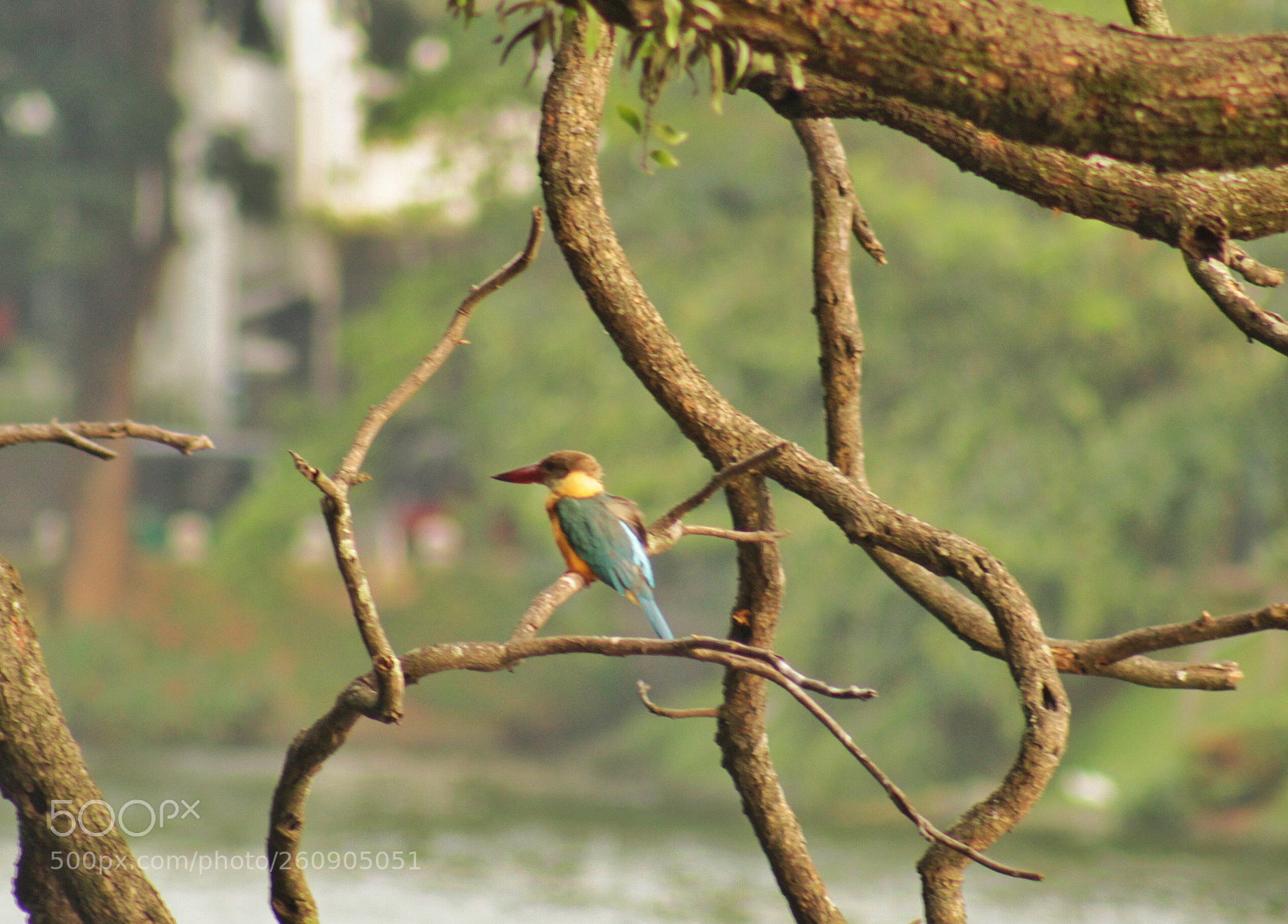 Canon EOS 1300D (EOS Rebel T6 / EOS Kiss X80) sample photo. Birds photography