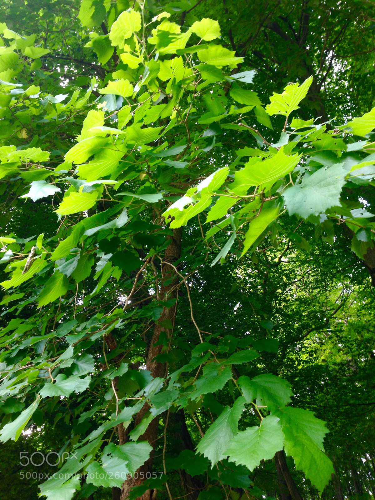 Apple iPhone 5 sample photo. Good morning forest coryllus photography