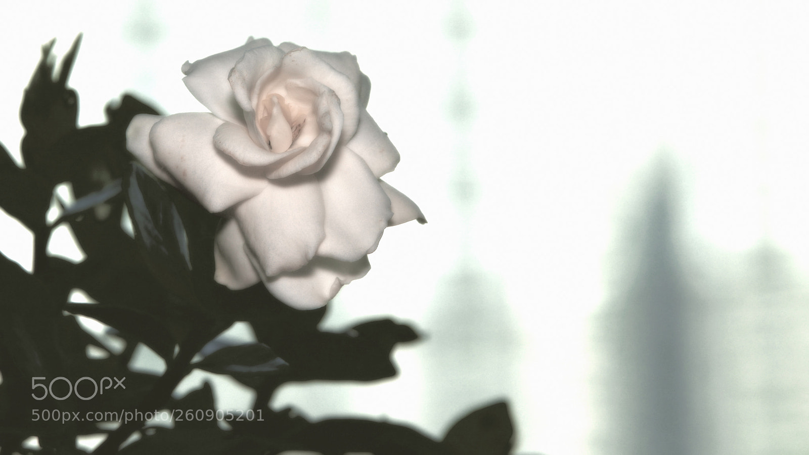 Nikon D850 sample photo. 850_2500_00001.jpg photography