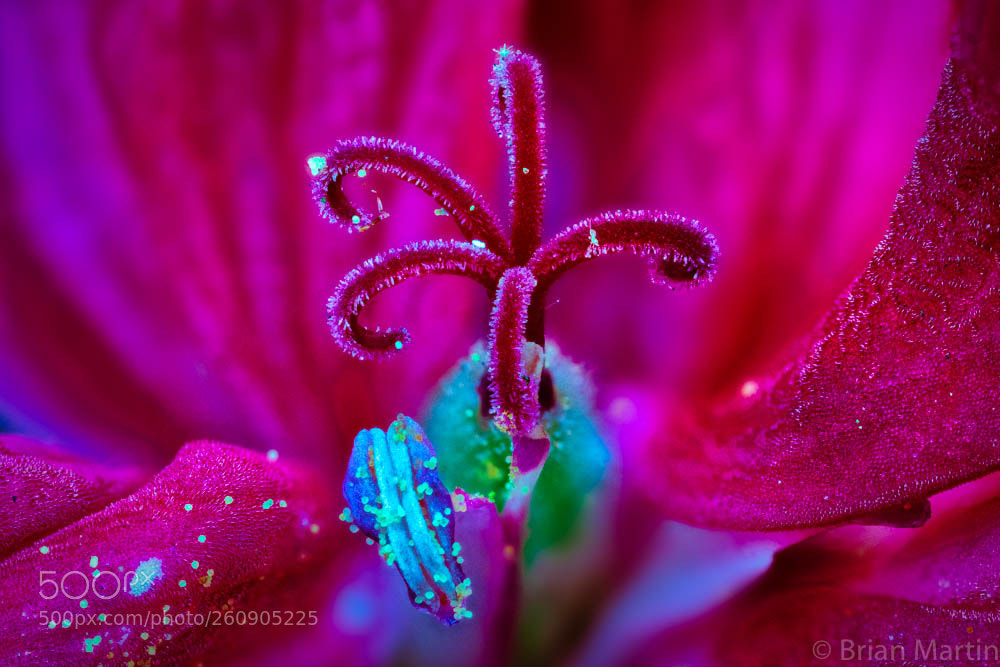 Sony a7R III sample photo. Holy geranium photography