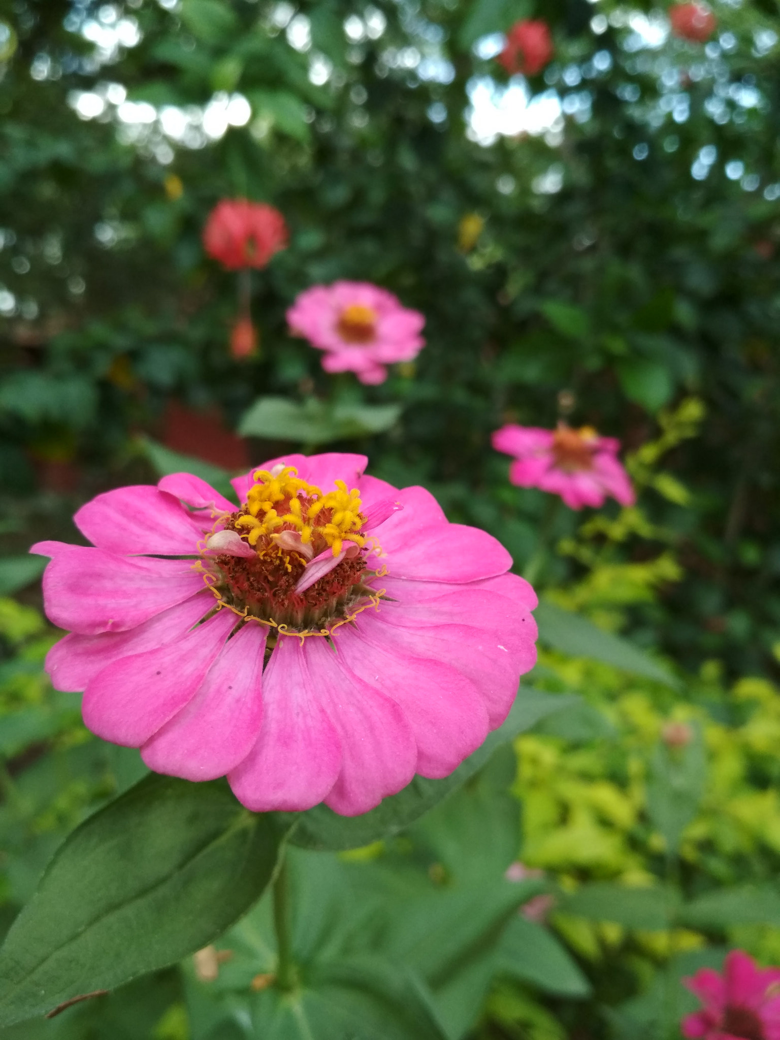Xiaomi Redmi 4 Pro sample photo. Happy environment day save trees photography