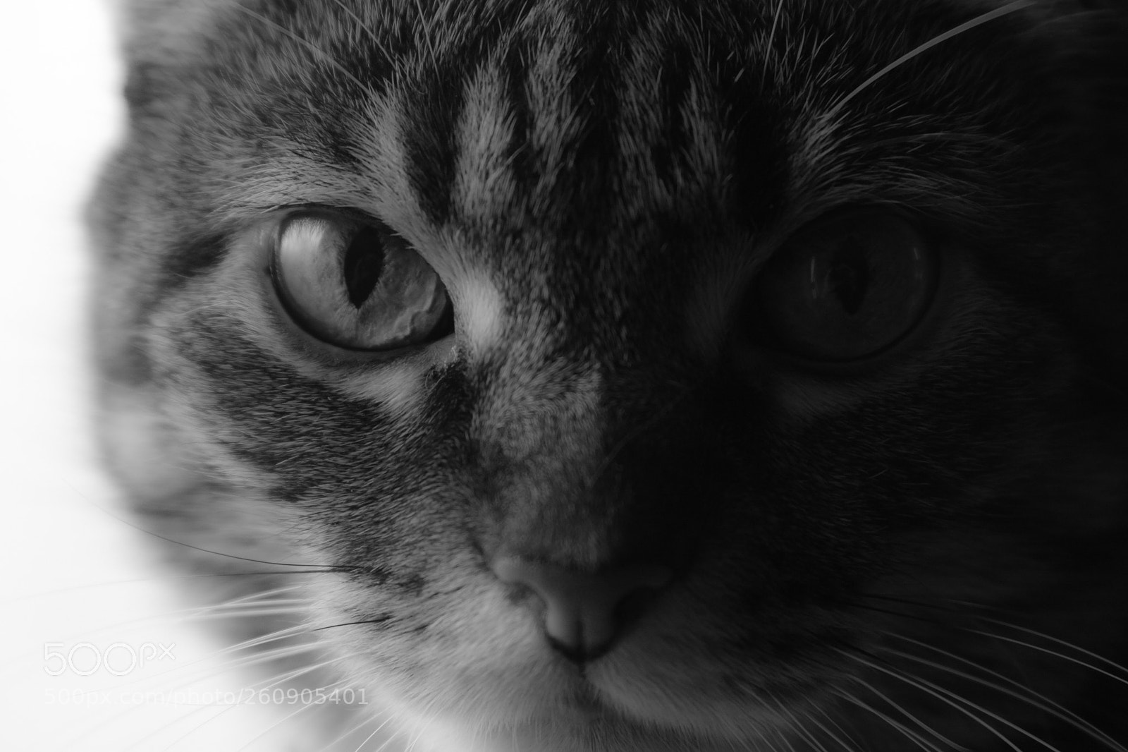 Canon EOS 50D sample photo. Grayscale cat photography