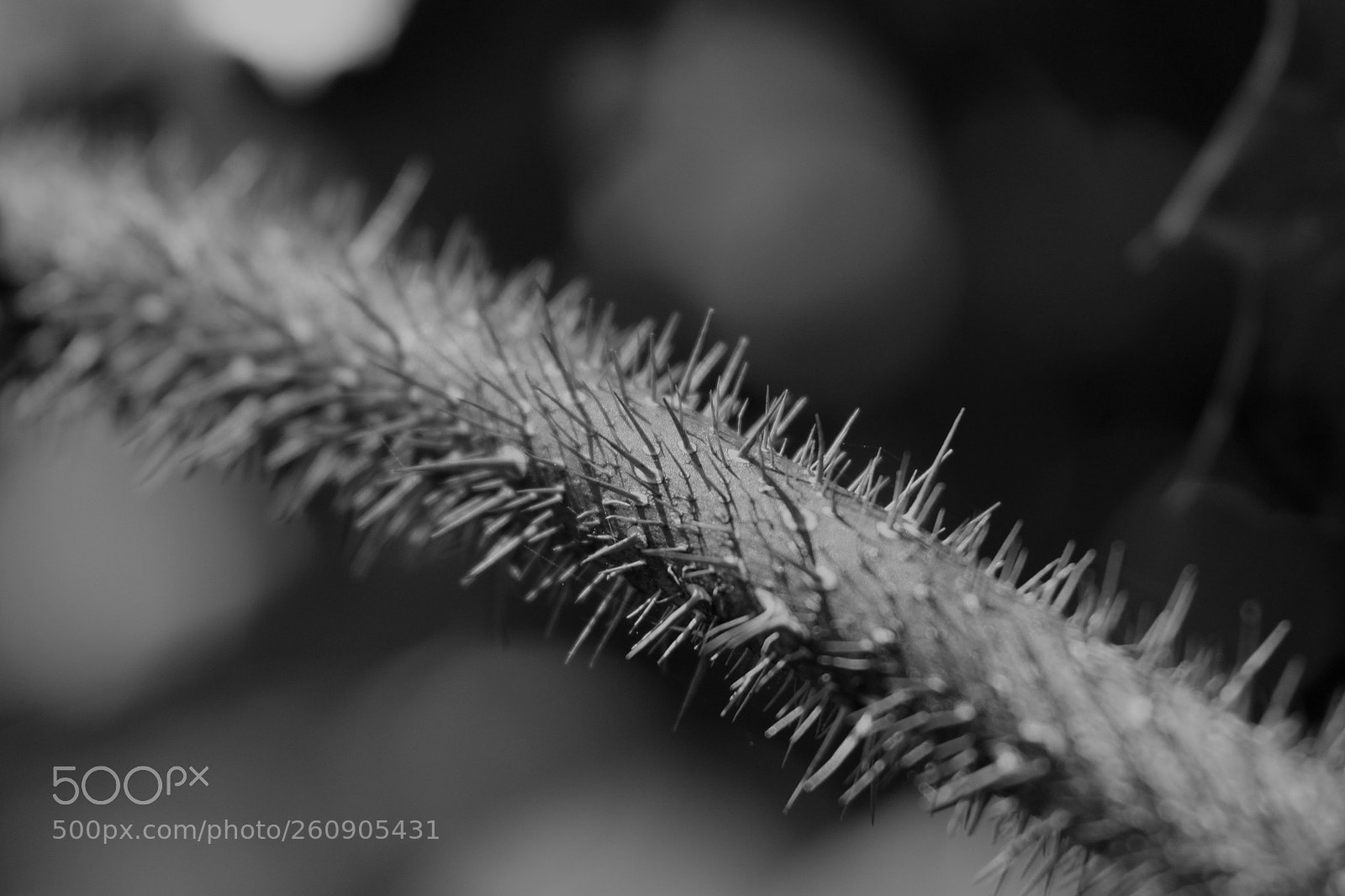 Canon EOS 50D sample photo. Spikey stem photography