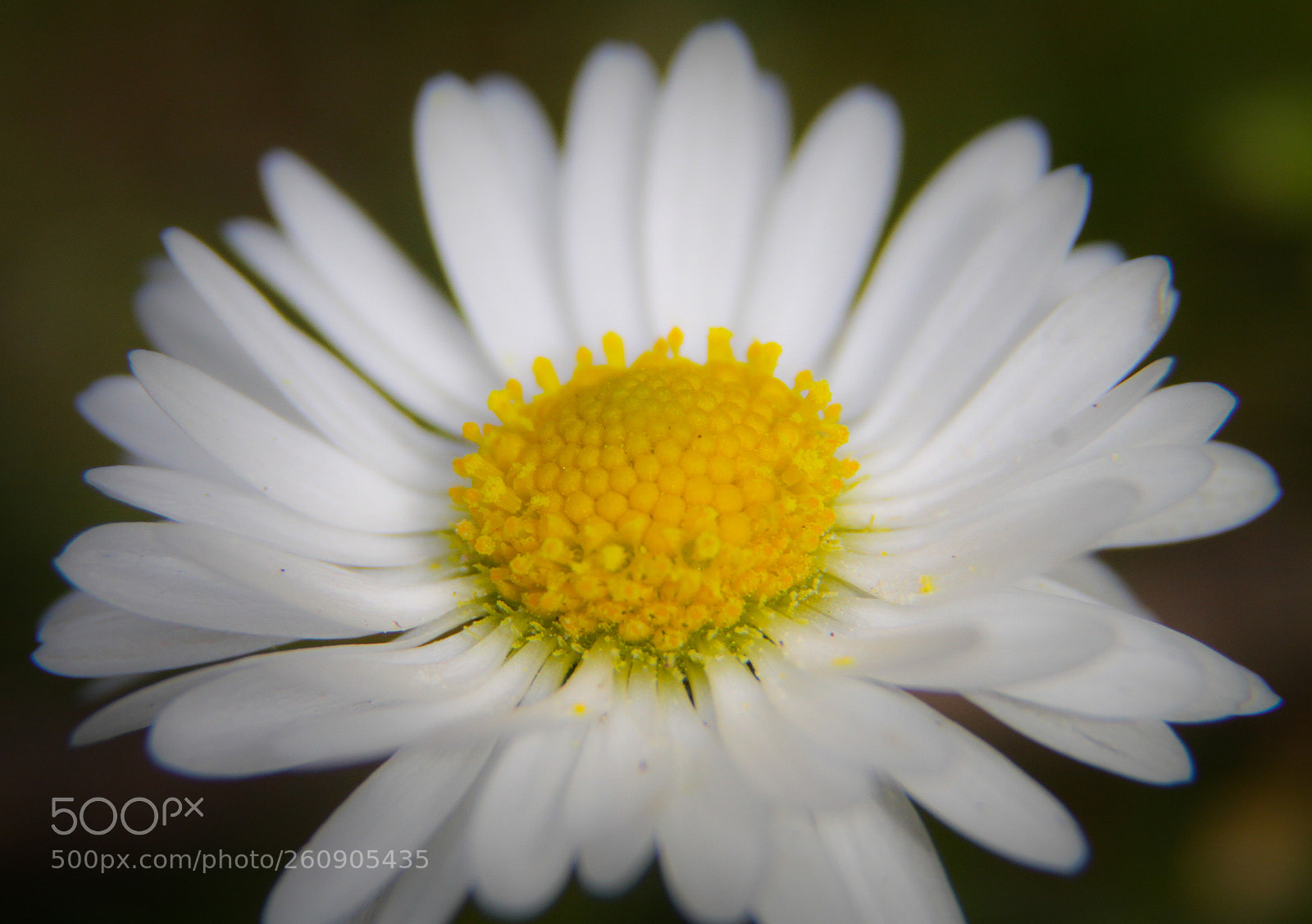 Canon EOS 50D sample photo. Macro daisy photography