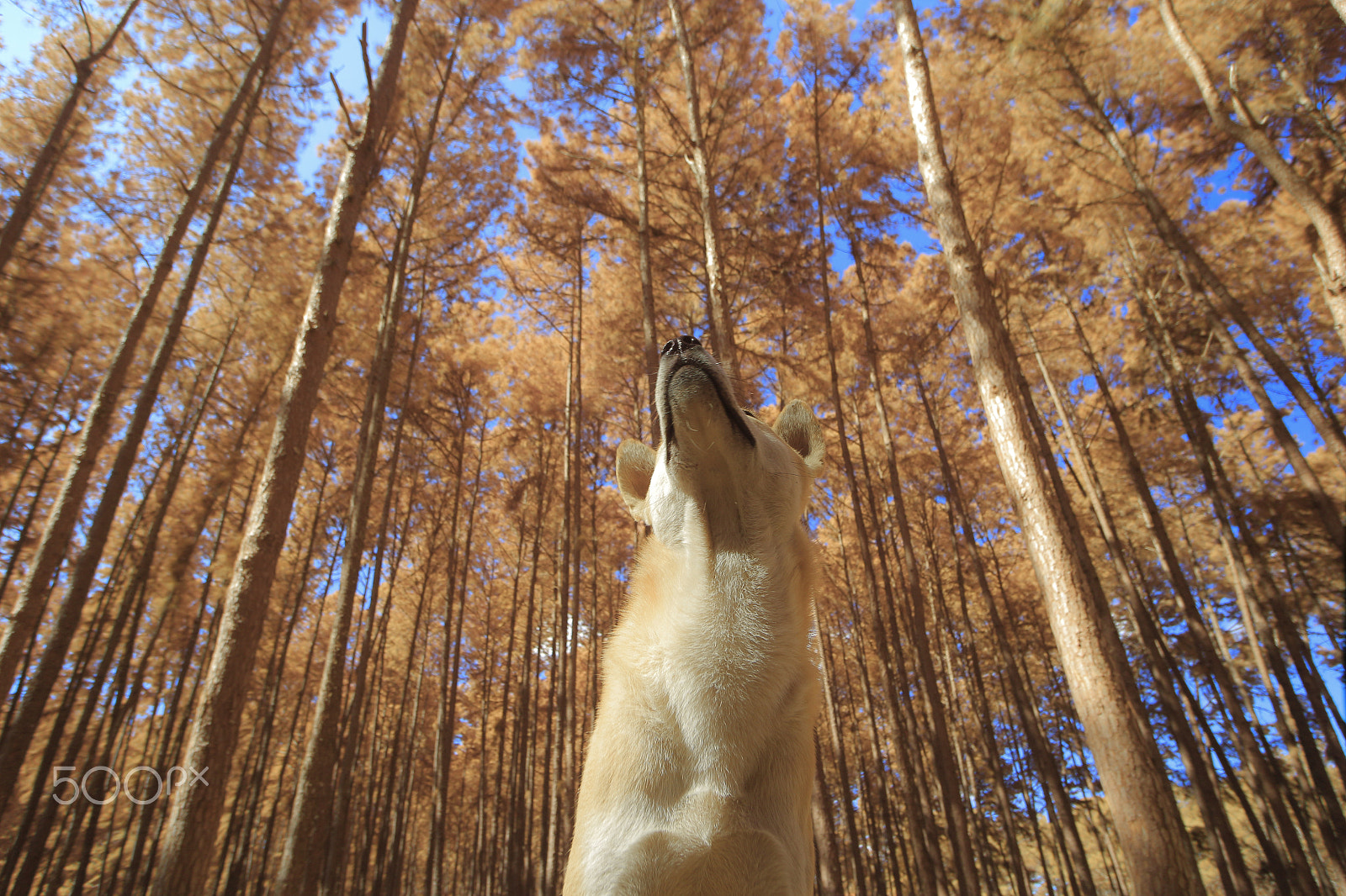 Canon EOS M sample photo. Dog watching in a autumn landscape photography