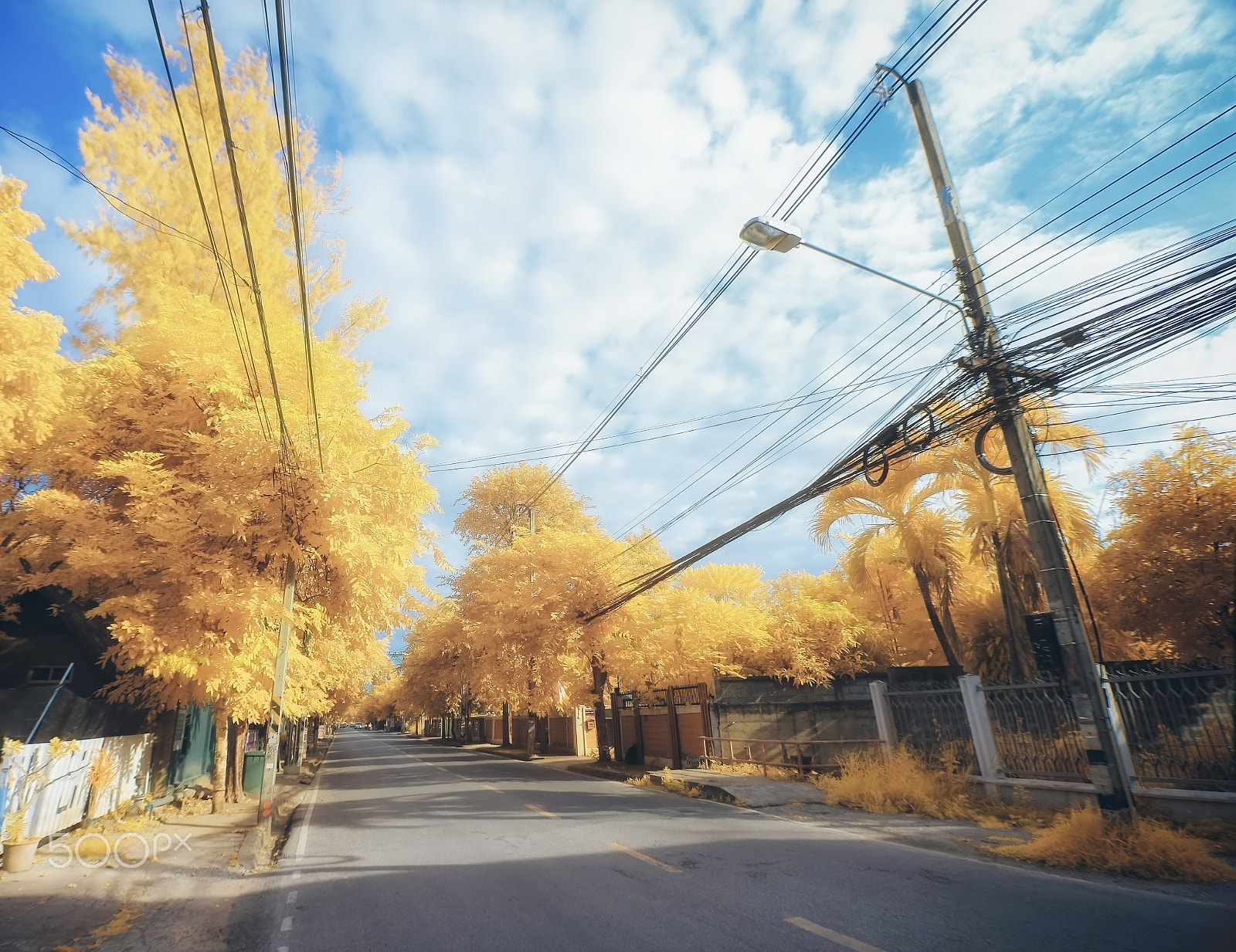 Canon EOS M sample photo. Autumn road beautiful colored trees, chiang mai thailand photography