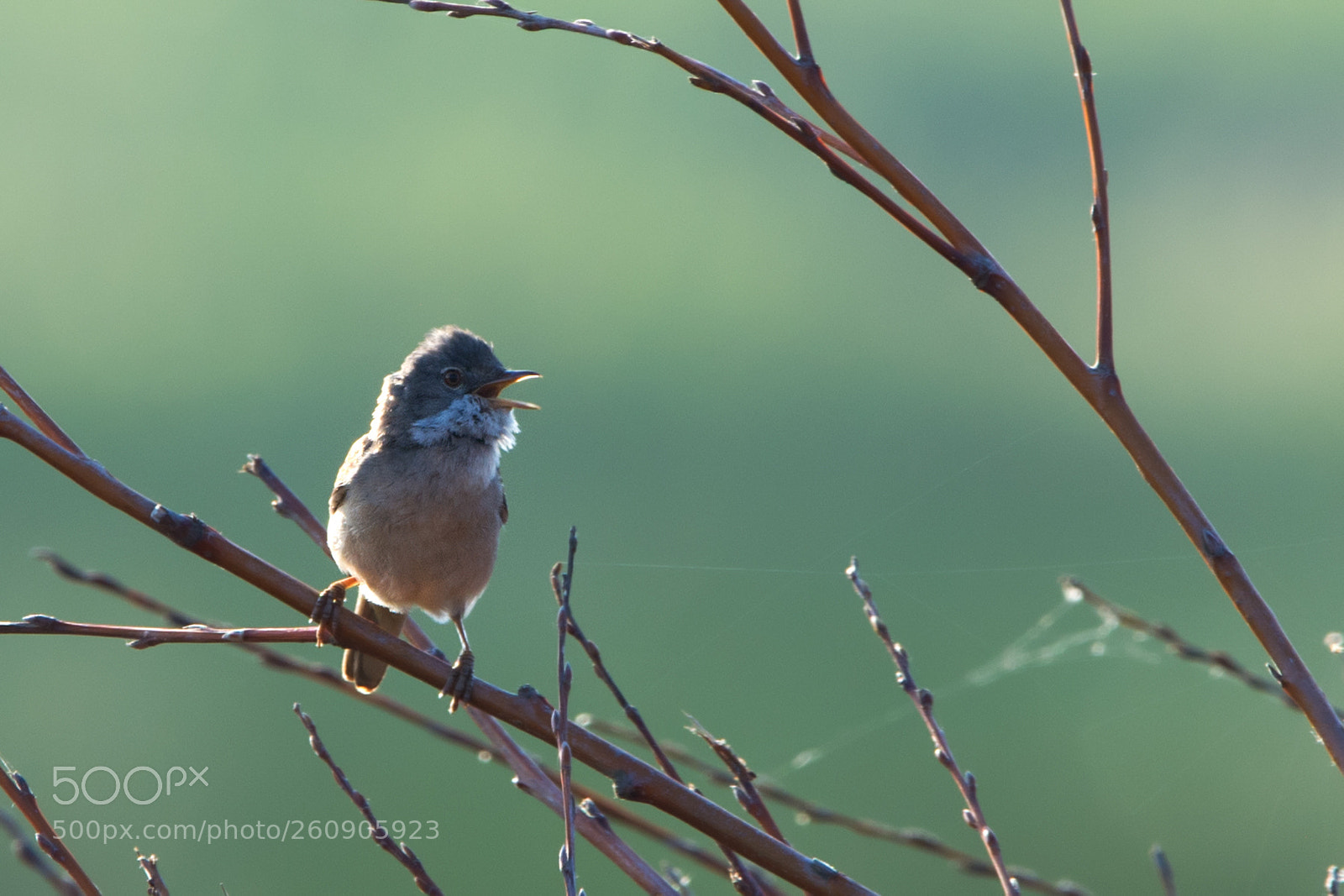 Nikon D7100 sample photo. Whitethroat's impersonation of santa photography
