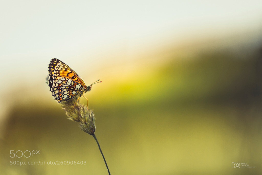 Canon EOS 7D sample photo. Beauty nature photography