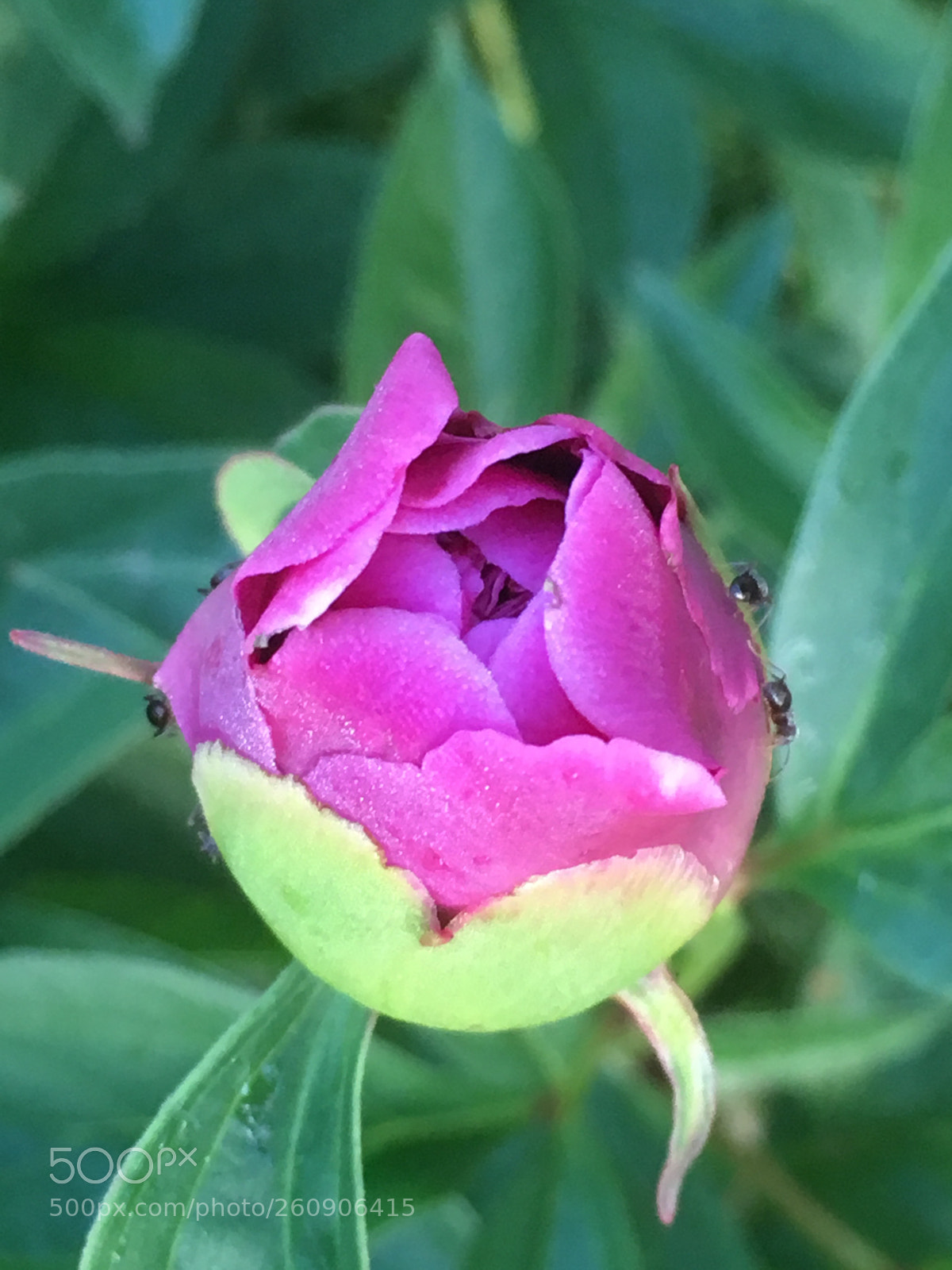 Apple iPhone SE sample photo. Untitled photography
