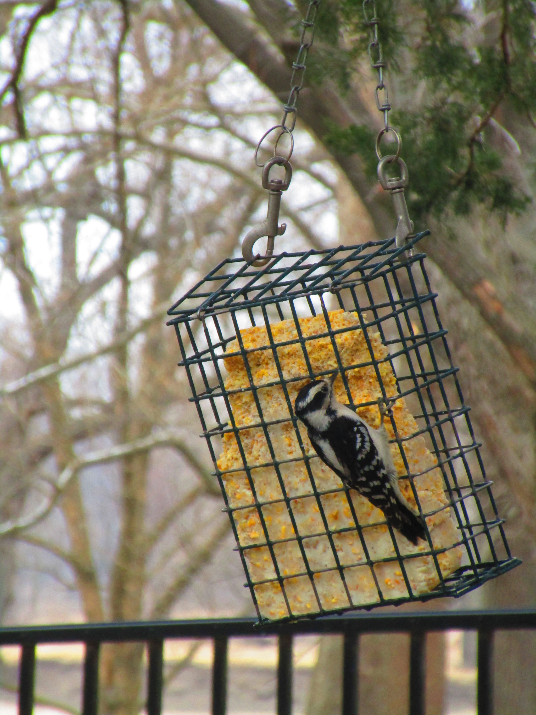 Canon PowerShot ELPH 170 IS (IXUS 170 / IXY 170) sample photo. Img photography
