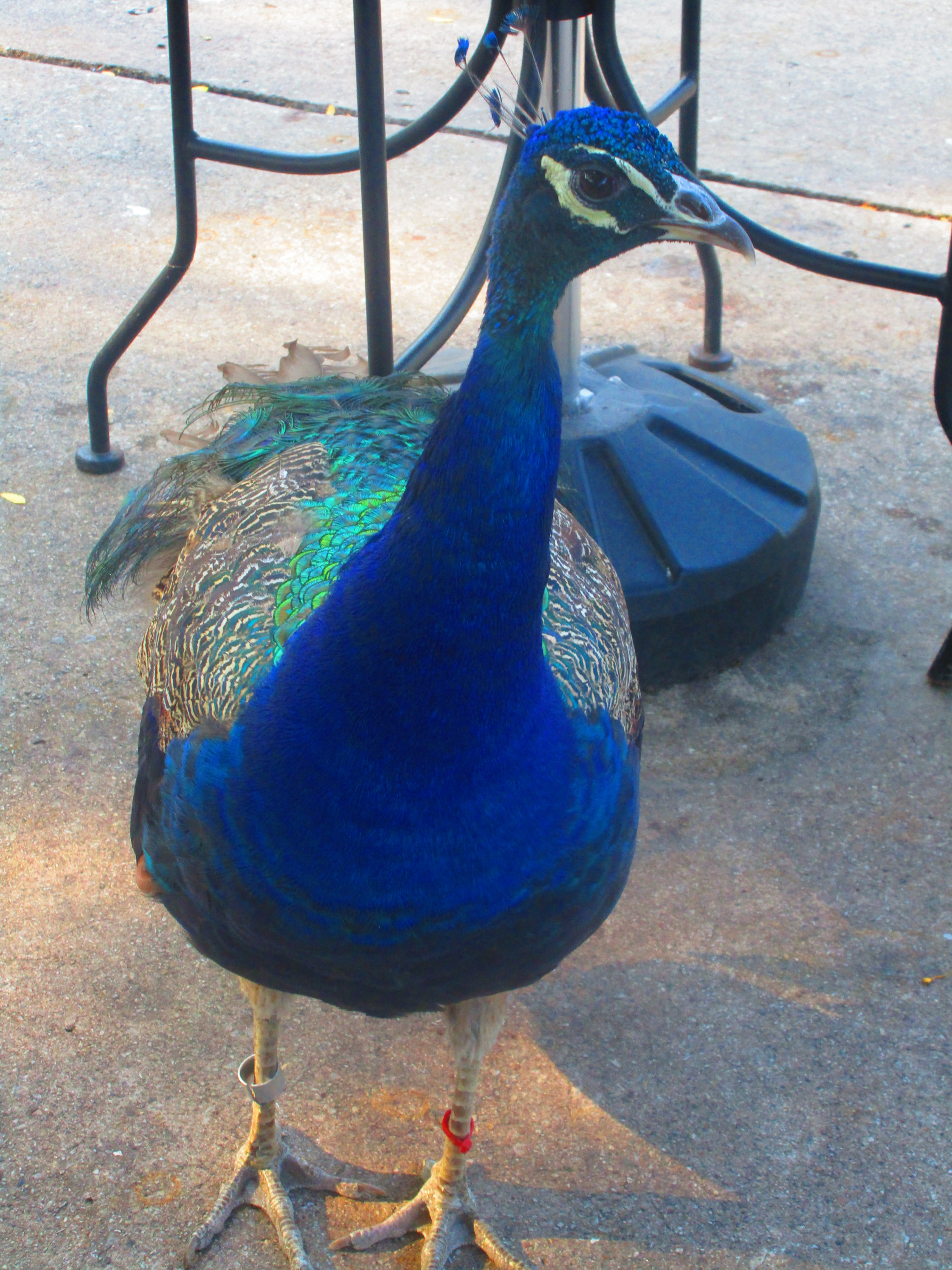 Canon PowerShot ELPH 170 IS (IXUS 170 / IXY 170) sample photo. Img photography