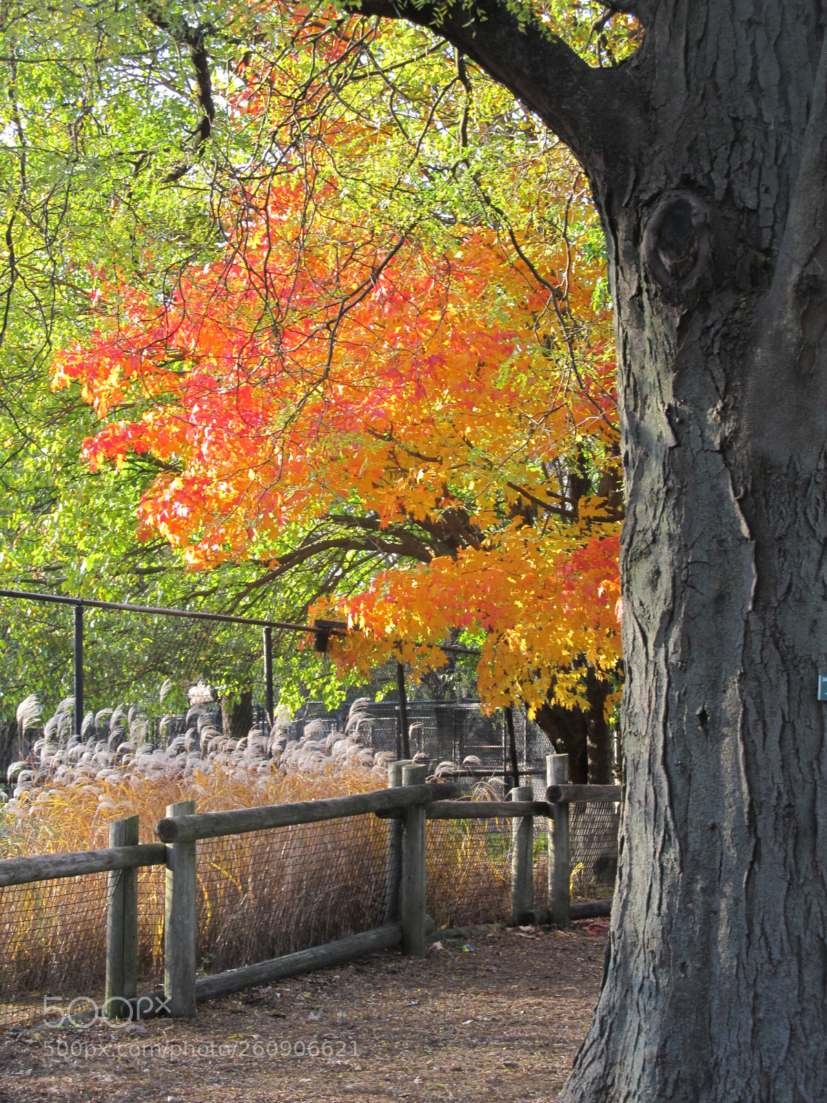 Canon PowerShot SX130 IS sample photo. Img photography